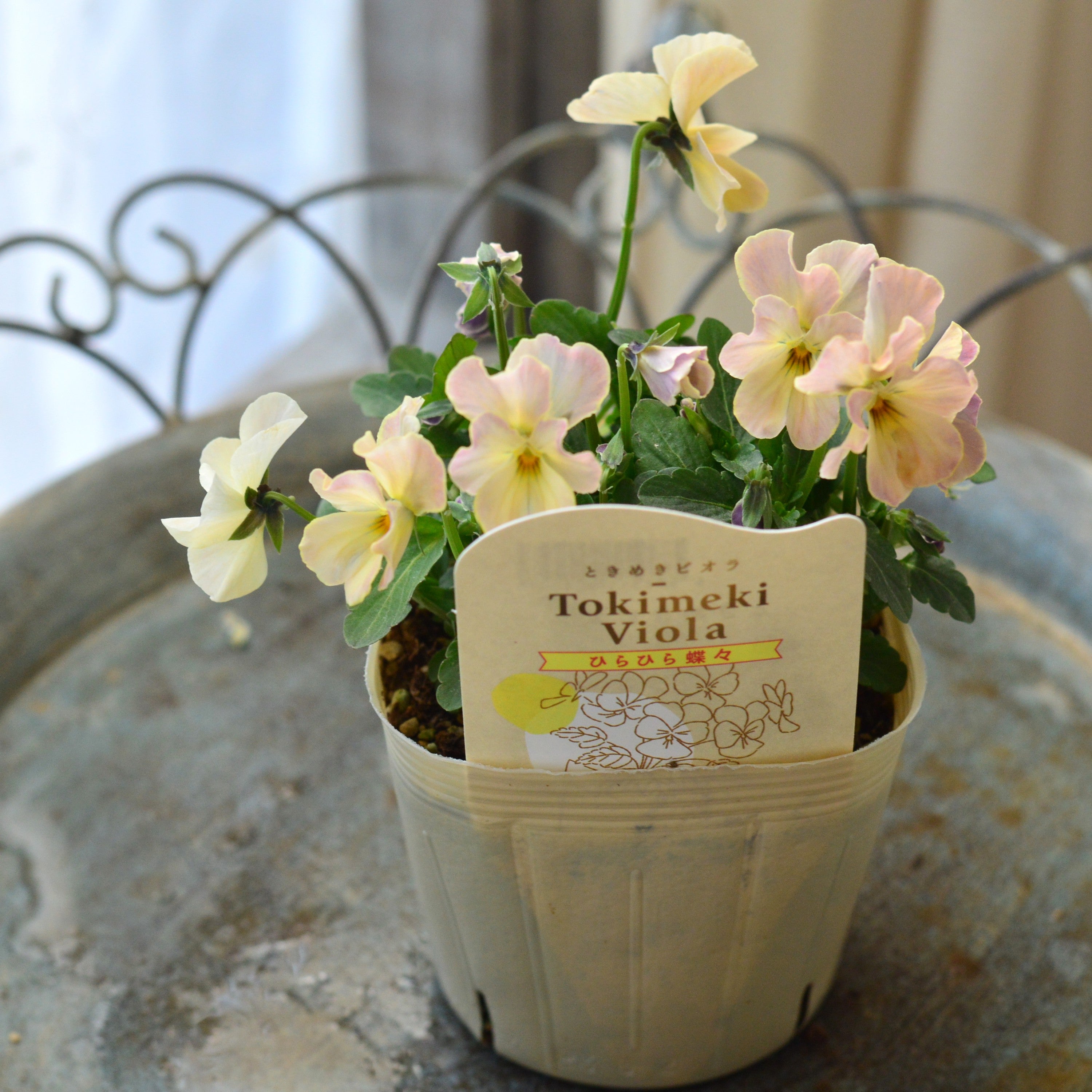 【奥田園芸さん】 ときめきビオラ　『ひらひら蝶々』　3.5寸POT