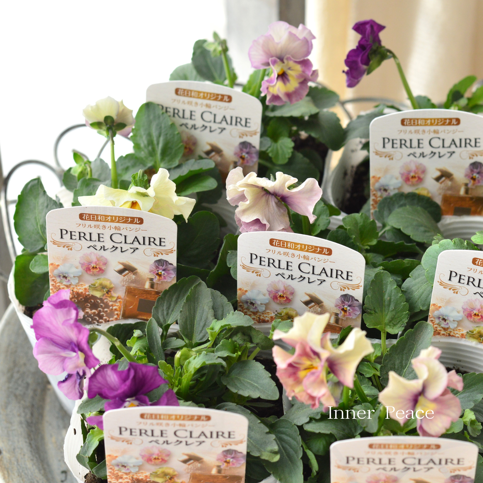 【花日和さん】 ミニパンジー 『ペルクレア』　3.5寸POT