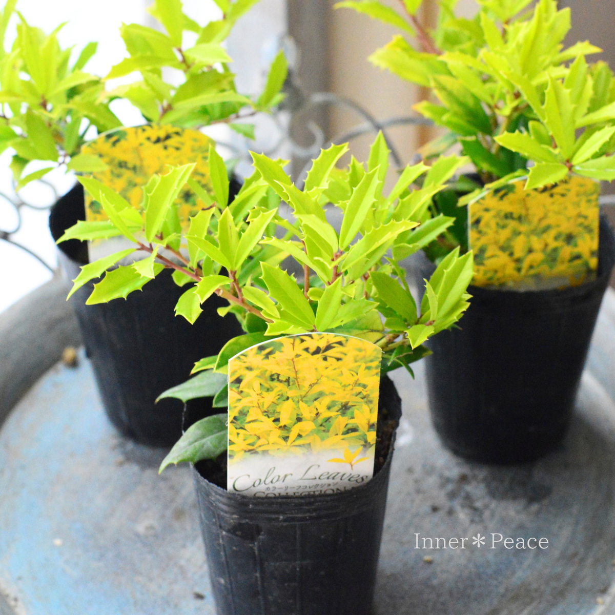 【寄せ植えに】 サニーフォスター　　2.5寸ロングPOT