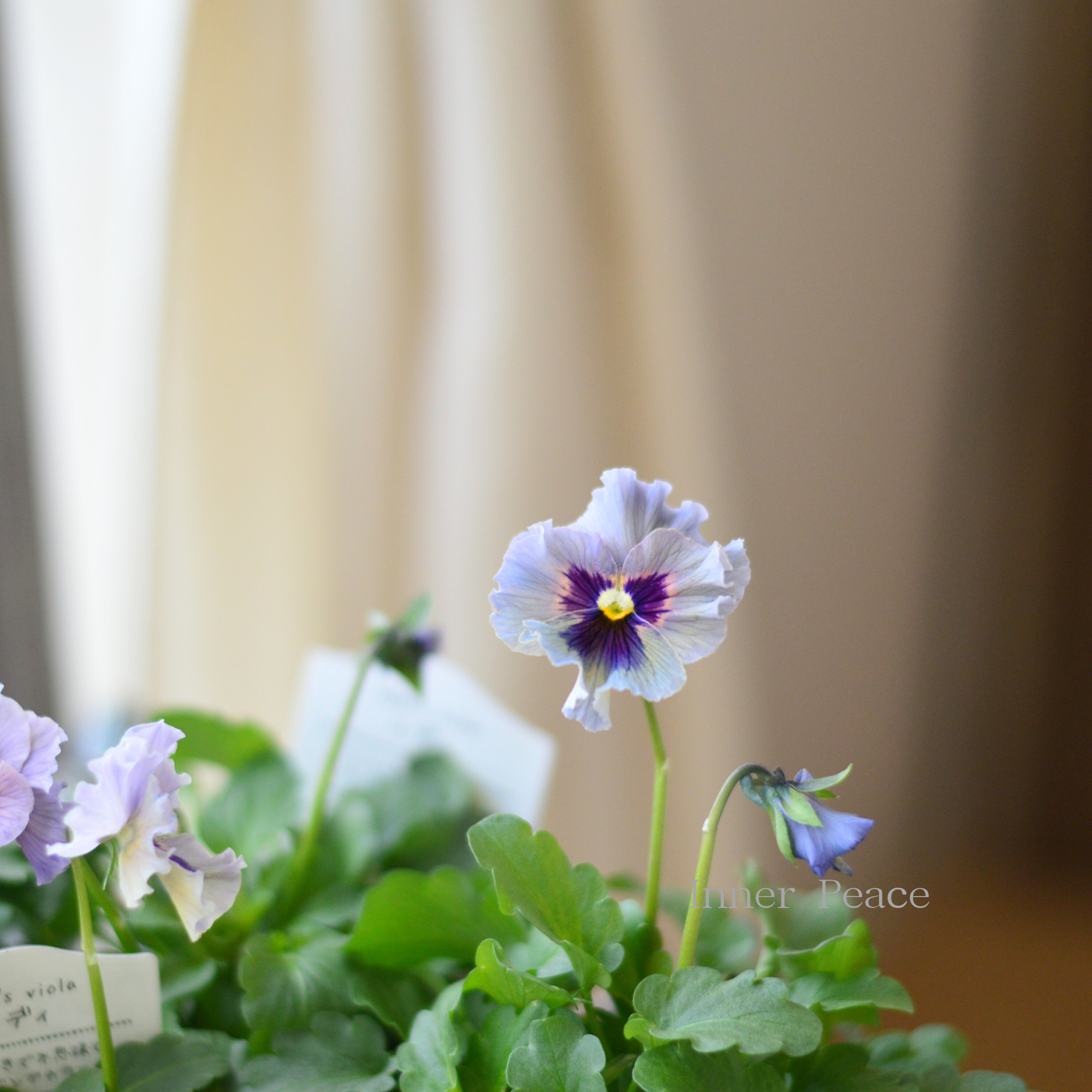 希少】 石川園芸さんビオラ 『レディ』 3寸POT