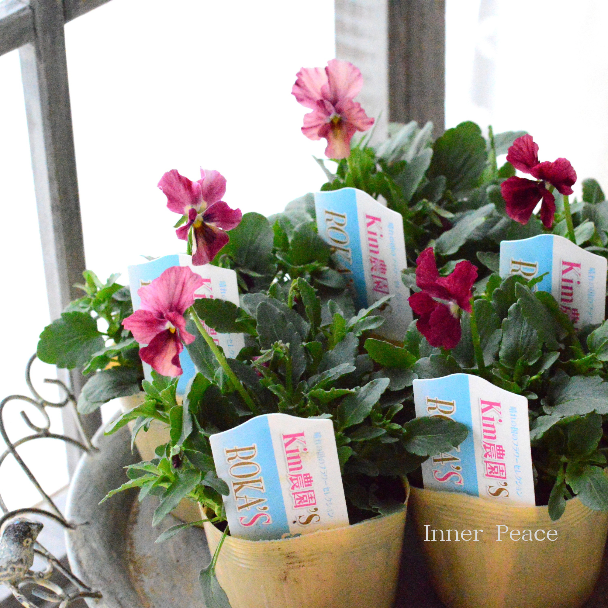 【Kim農園さん】 ビオラ　『レッド系』　　3.5寸POT