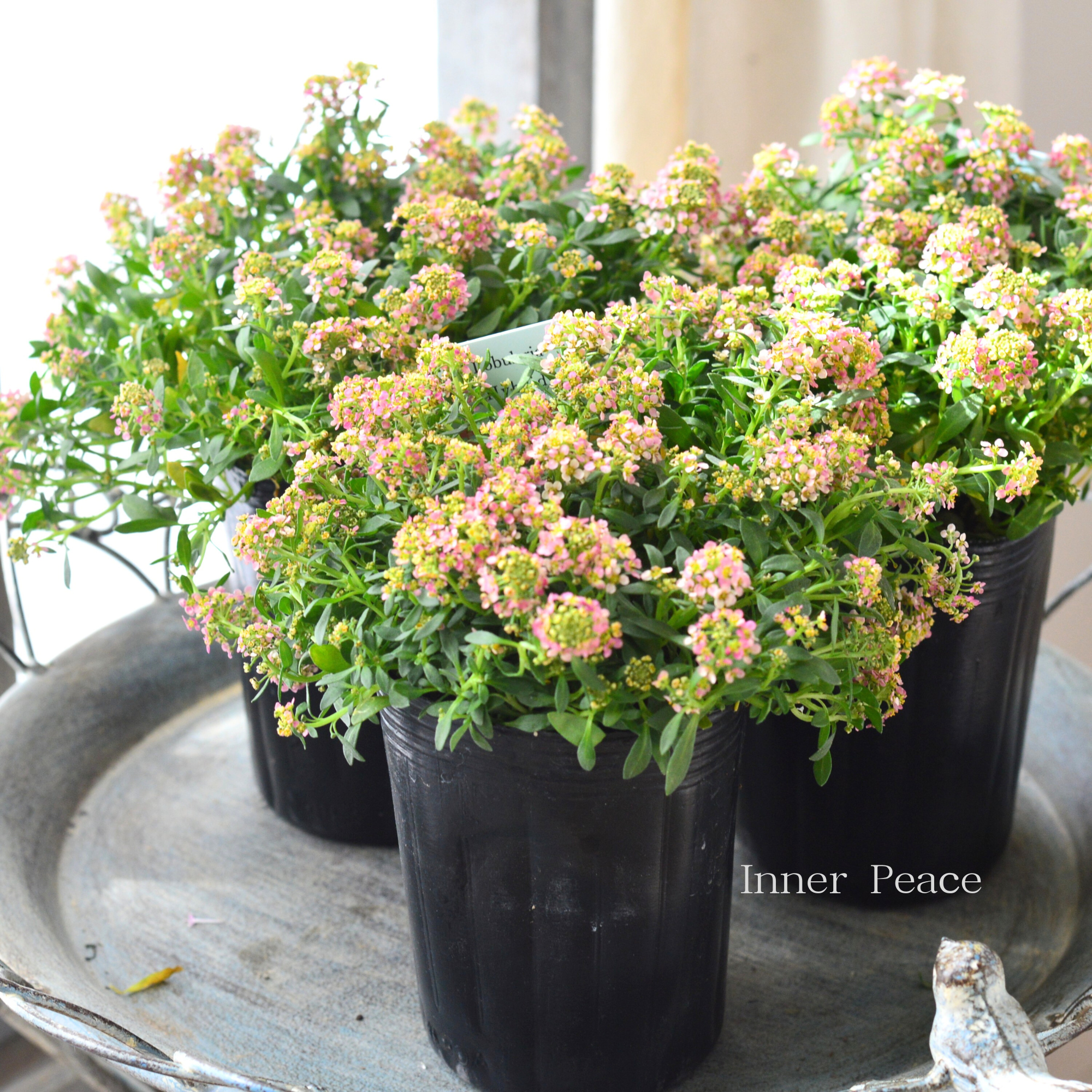 【３本植え】 スイートアリッサム　『アプリコット』　３寸POT