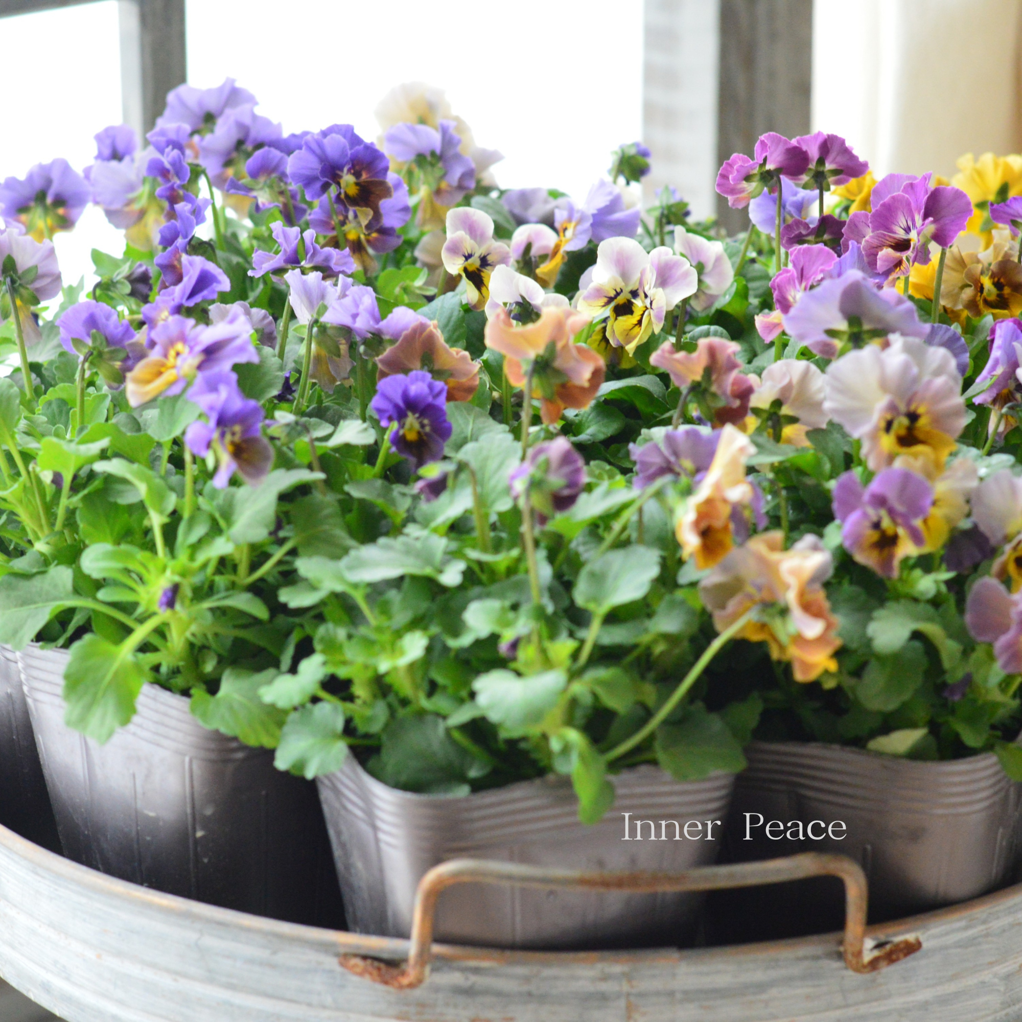 【tef*tef*さんオリジナルビオラ】 スモーキーヴェール・MIX　　3.5寸POT