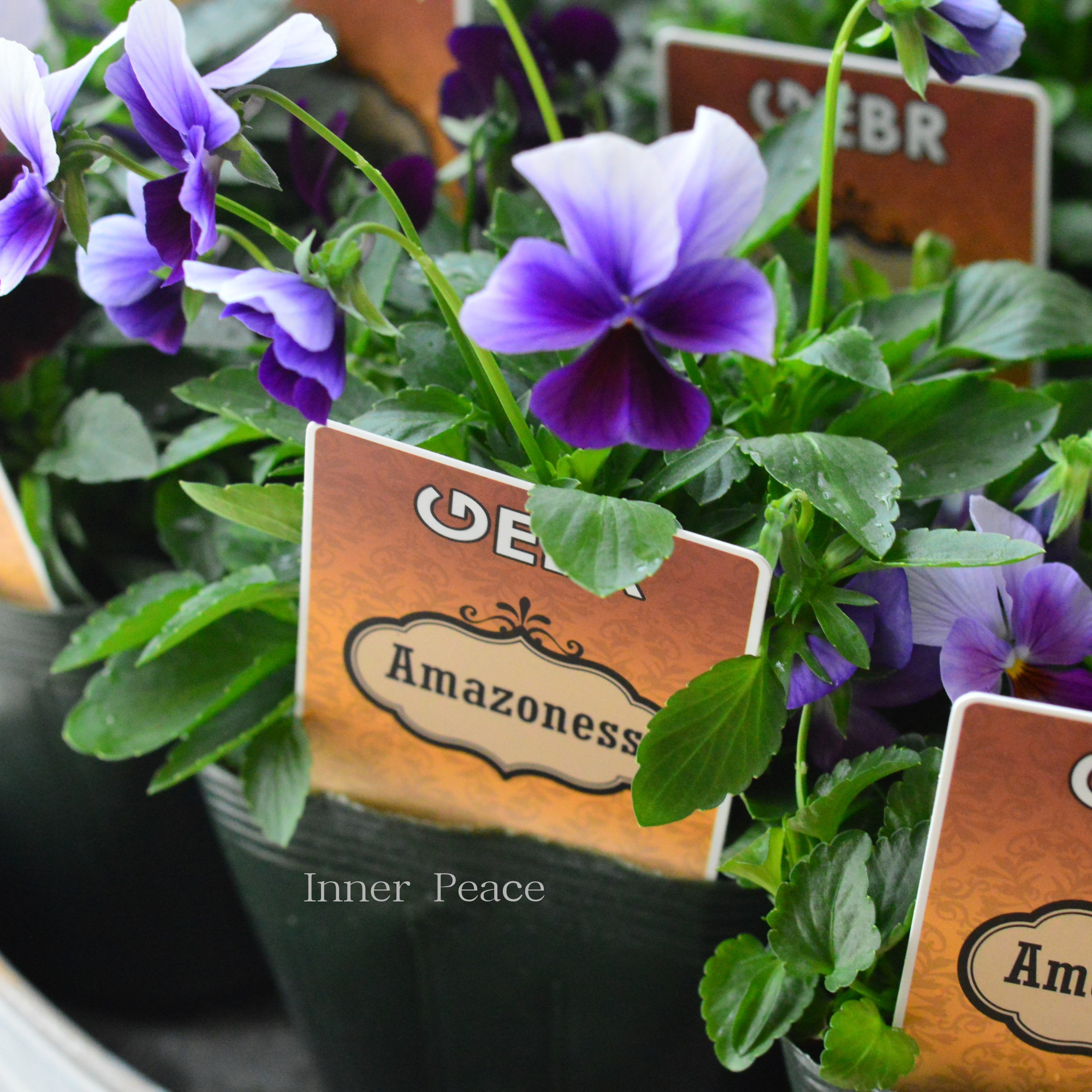 【ゲブラさん】 ビオラ　『アマゾネス』　3.5寸POT