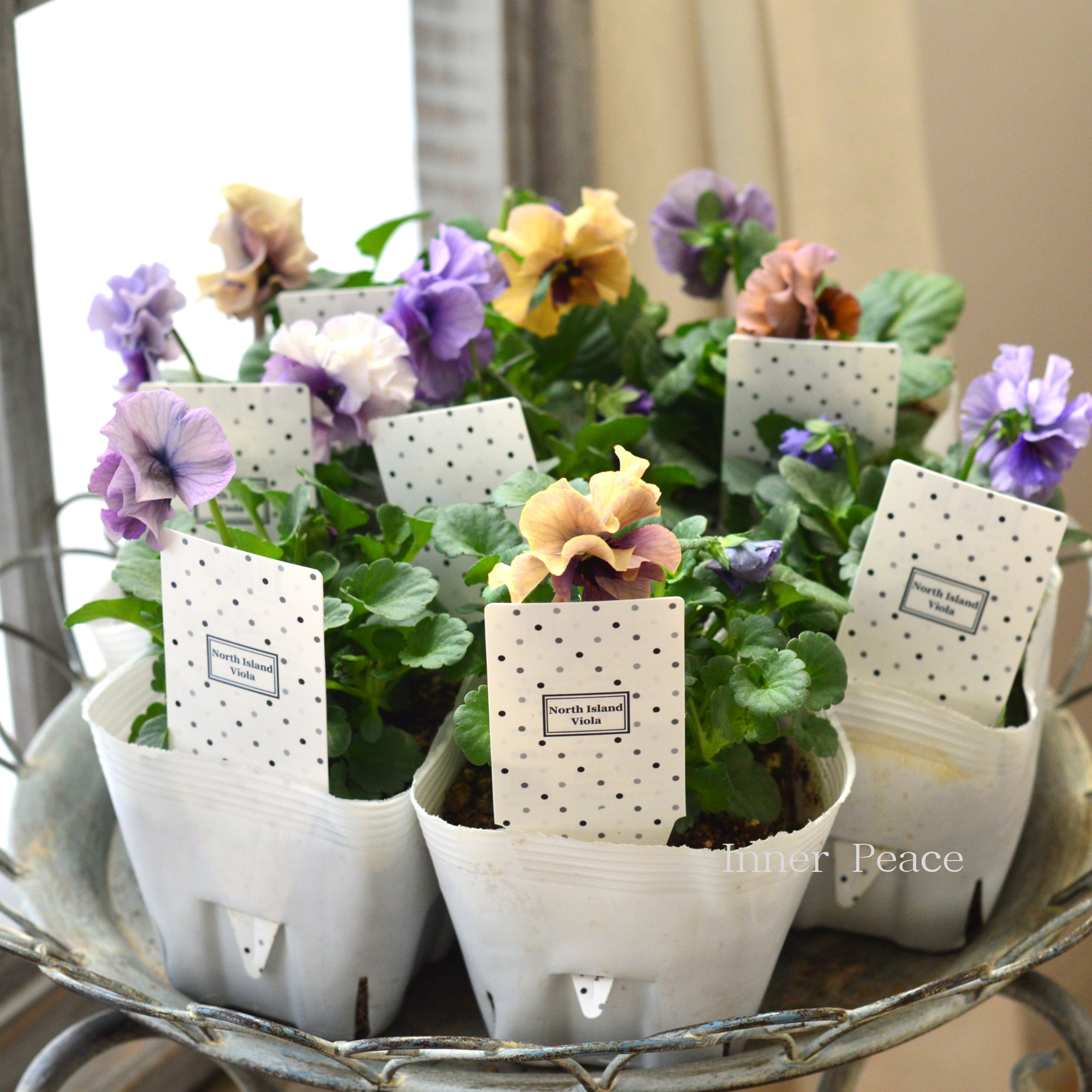 【八重咲き】 北島園芸さんのビオラ　『ふんわりフリル』　3.5寸POT