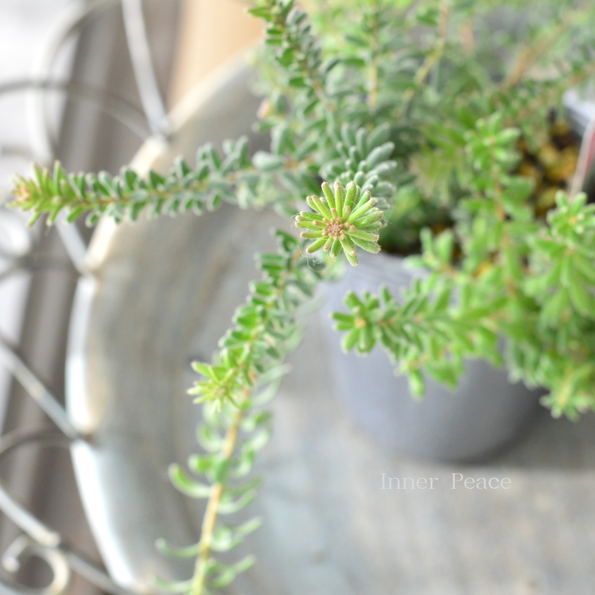 【人気】　グレビレア　『ラニゲラ』　　3寸ロングPOT