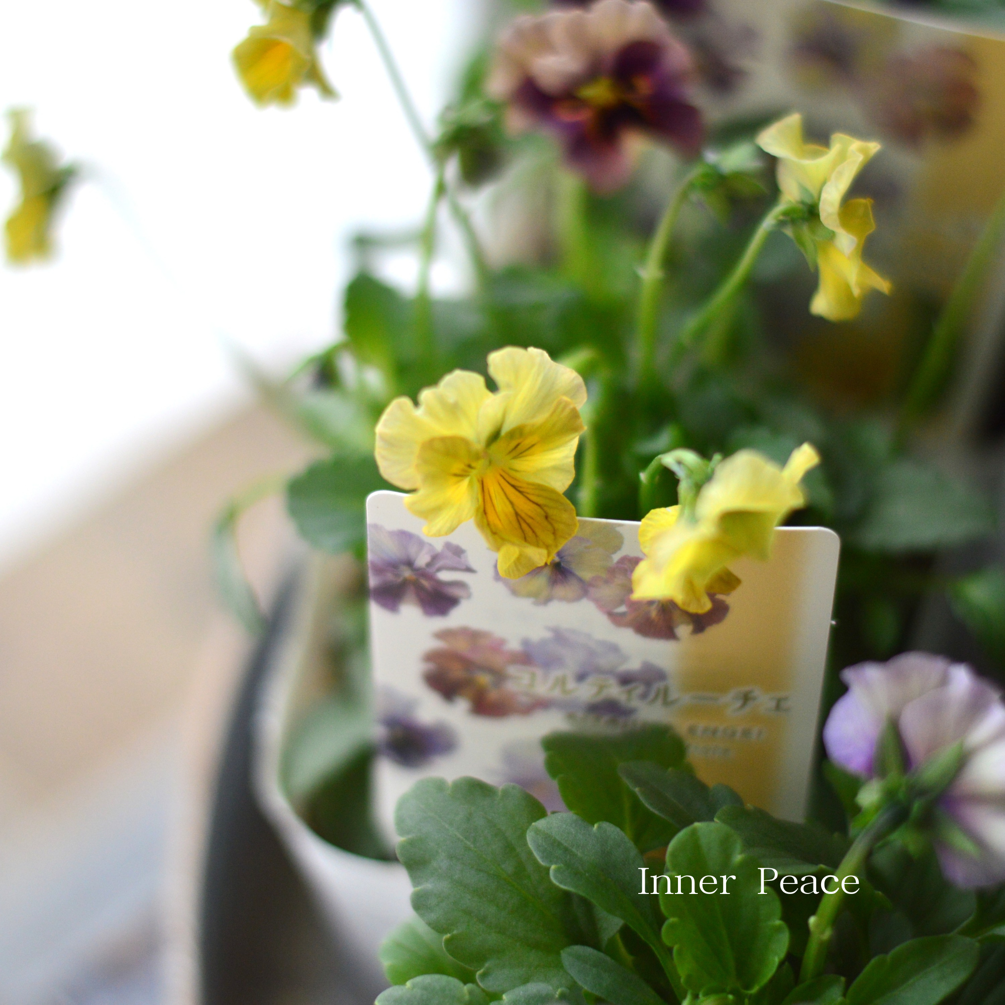 【ステキ】 北島園芸さんのビオラ　『コルティルーチェ』　3.5寸POT