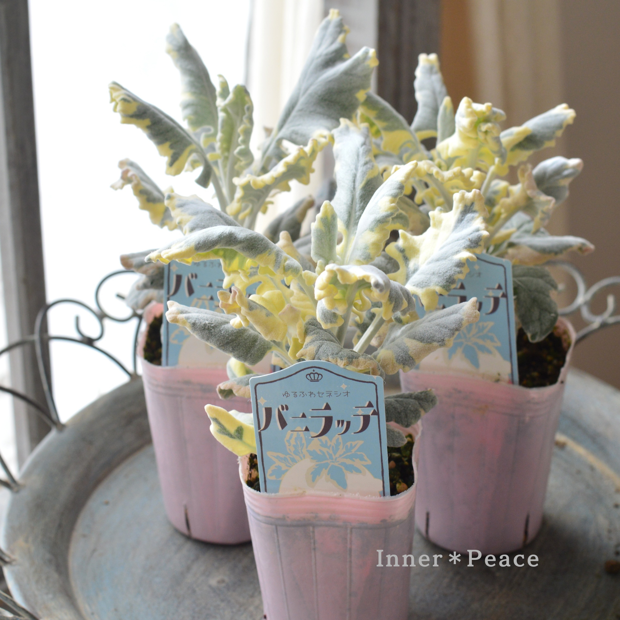 【寄せ植えに】 セネシオ　『バニラッテ』　　2.5寸POT