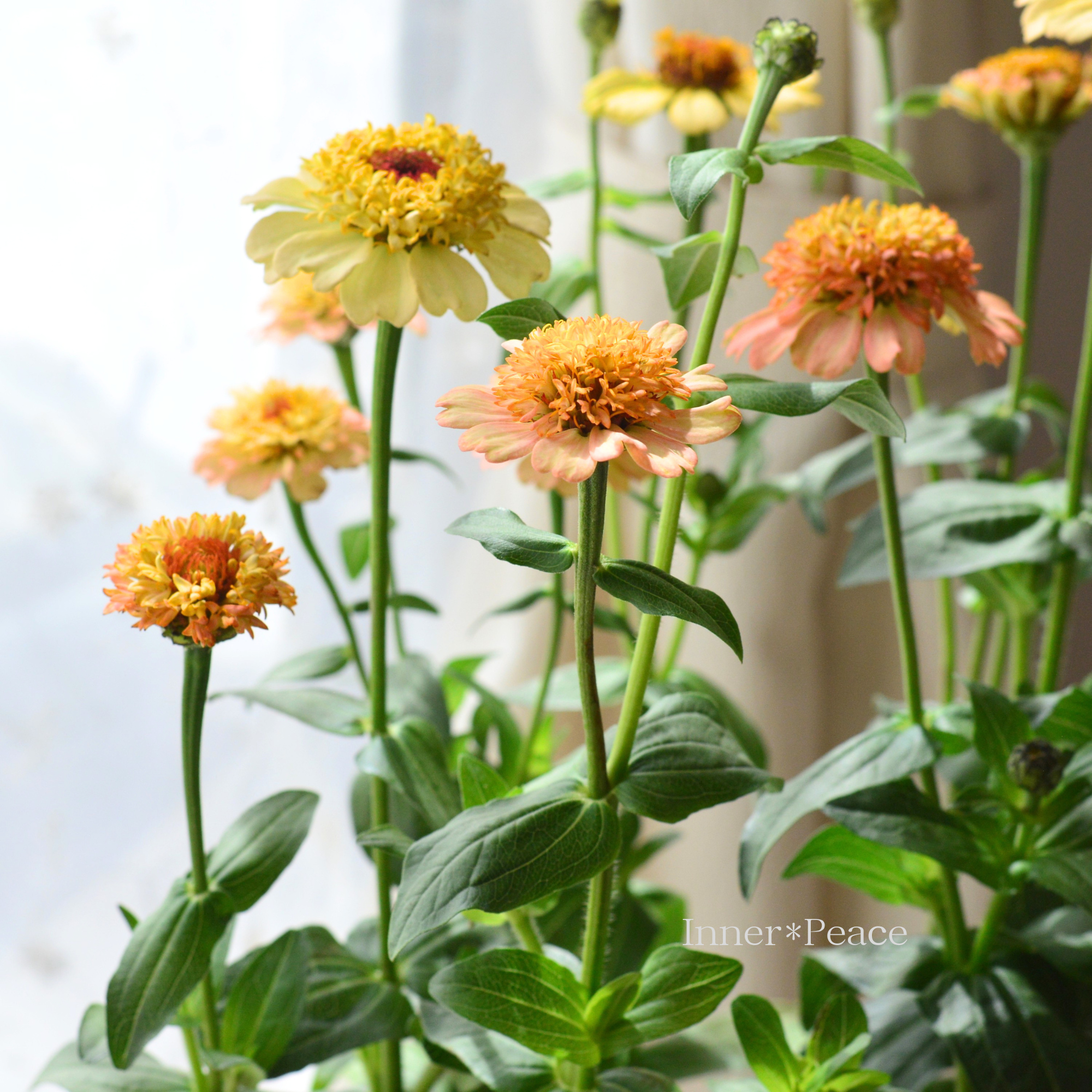 花苗