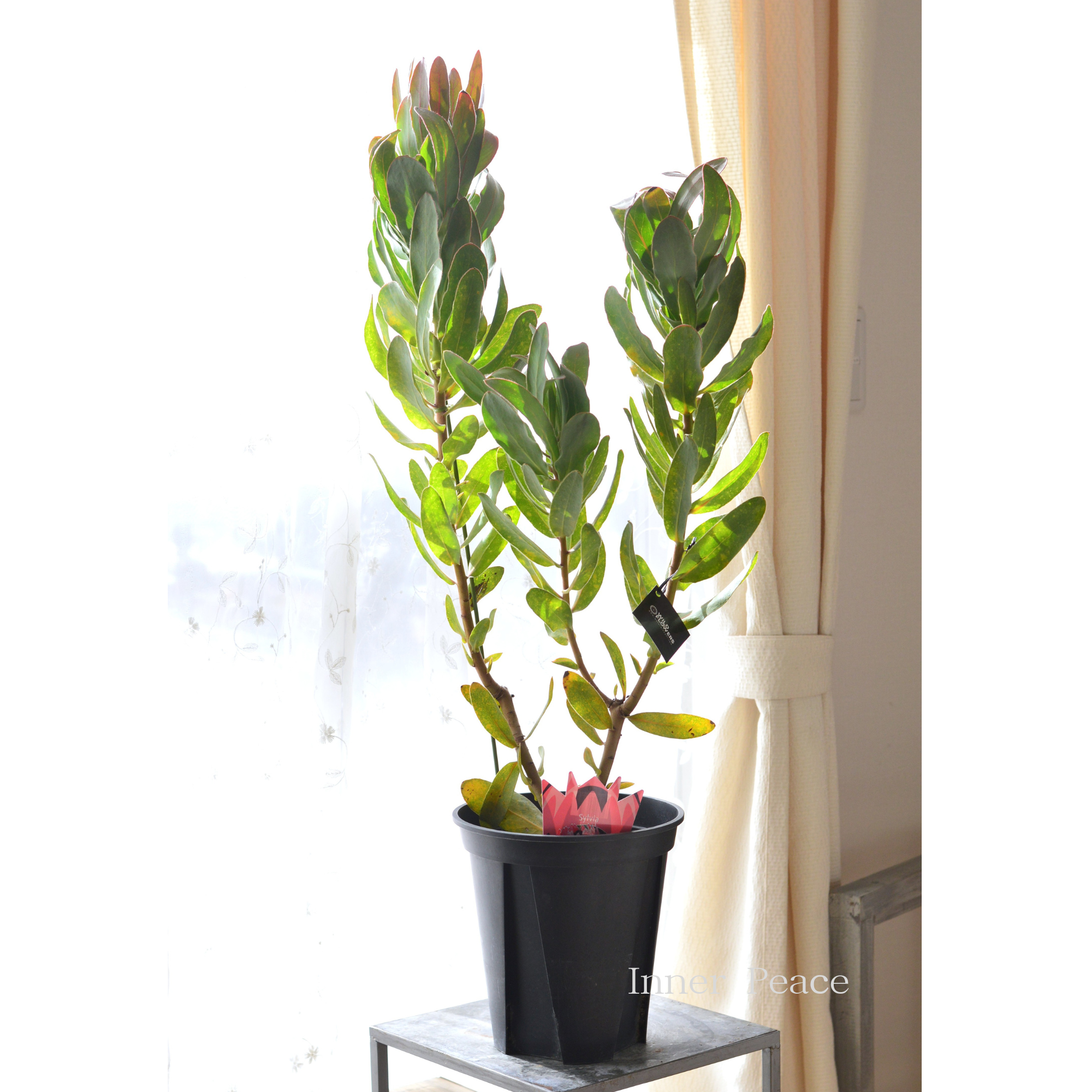 【希少】 限定１鉢！　プロテア　『シルビア』　　７号鉢