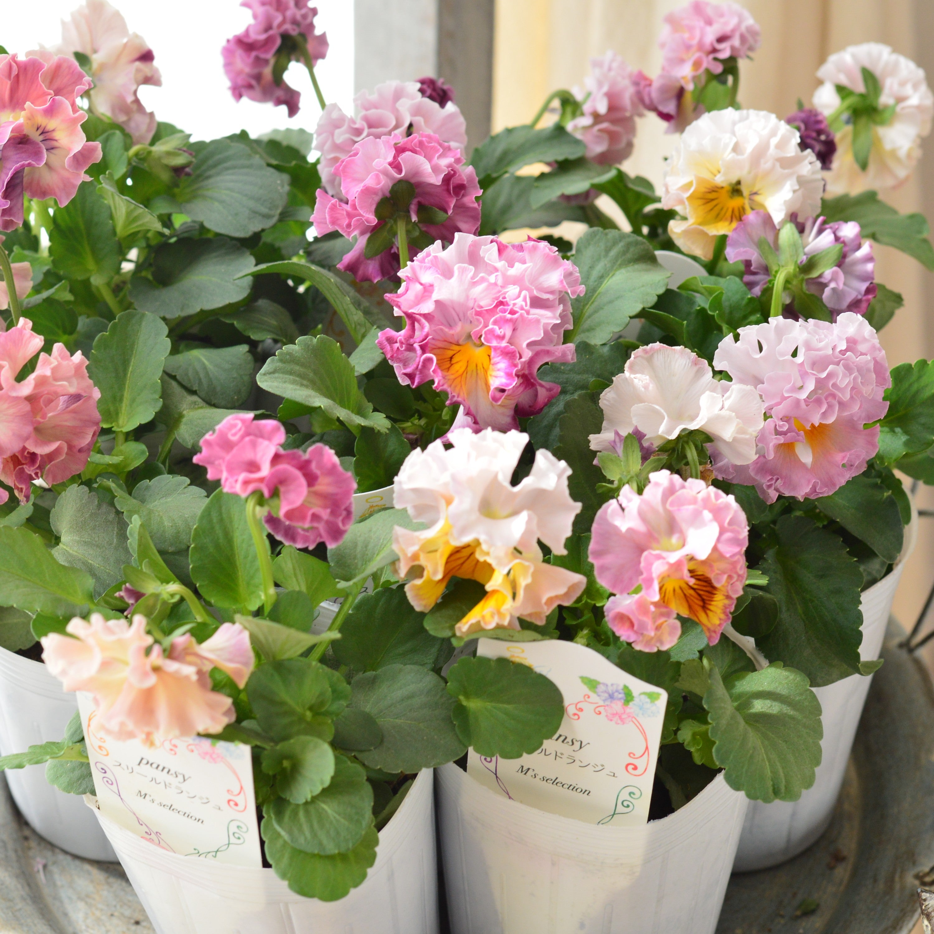 【松原園芸さん】 パンジー　『スリールドランジュ・ピンク系』　　3寸POT