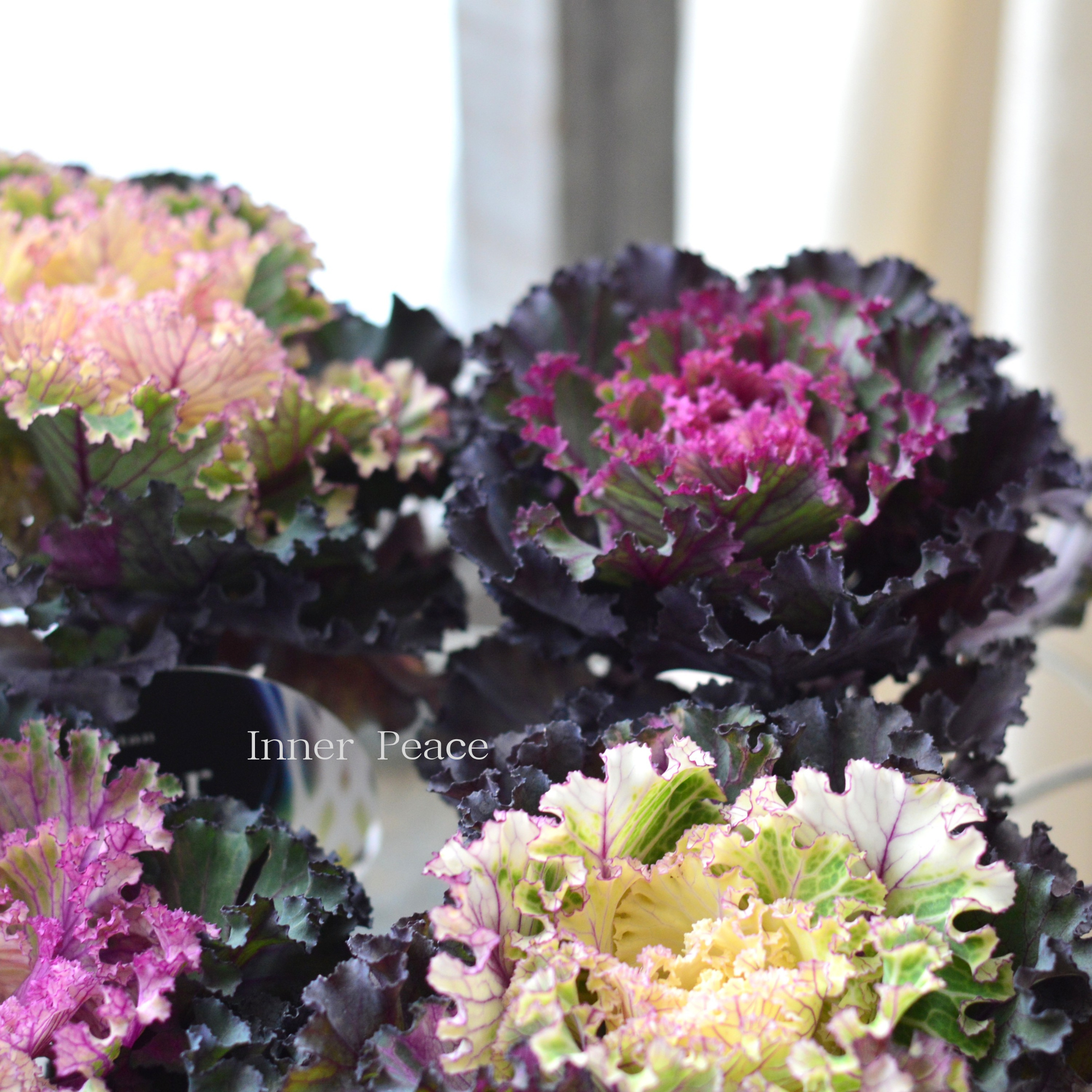 【美しい】 葉牡丹　『カラーマジック・フリル』  3寸POT