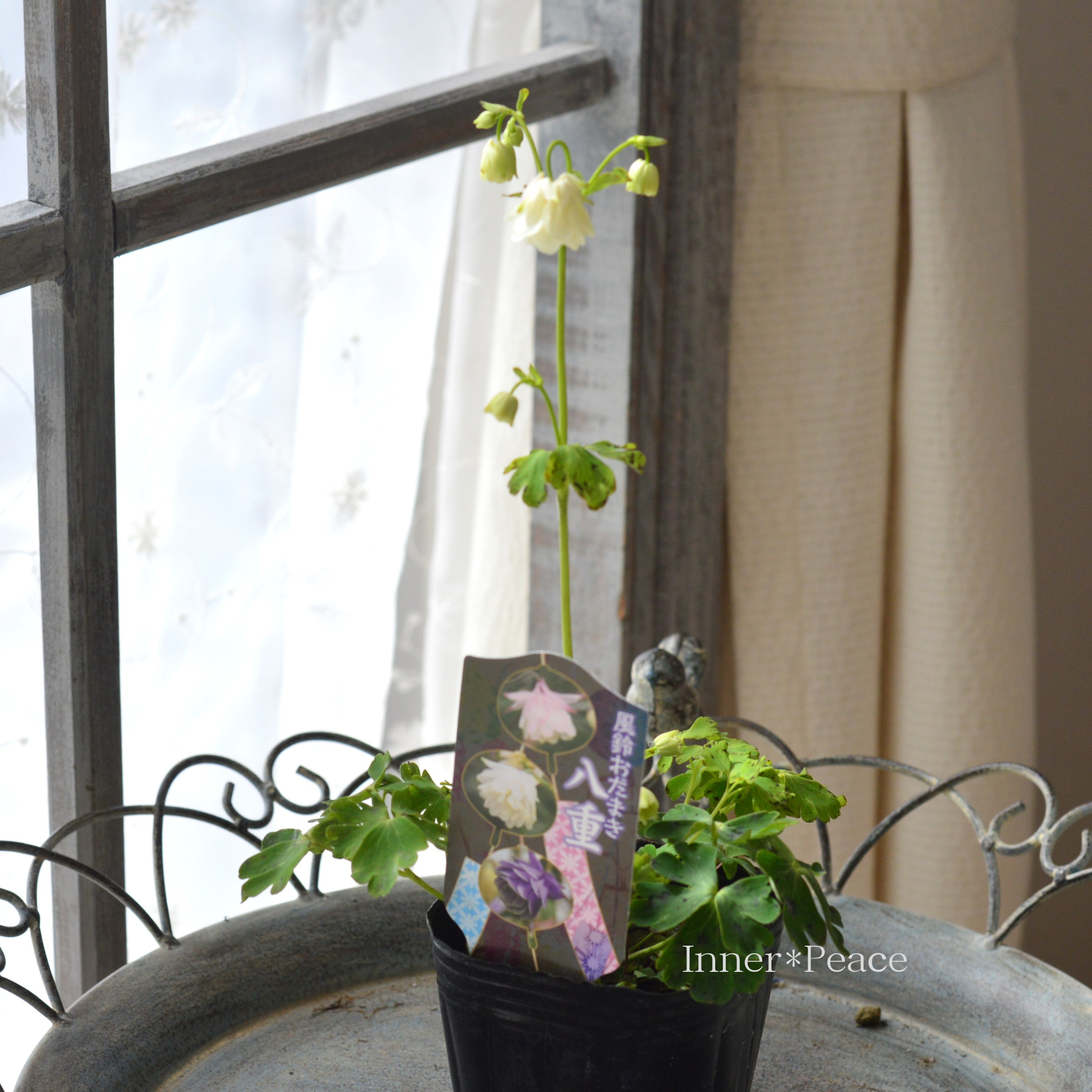 風鈴オダマキ 『ホワイト系』　3寸POT