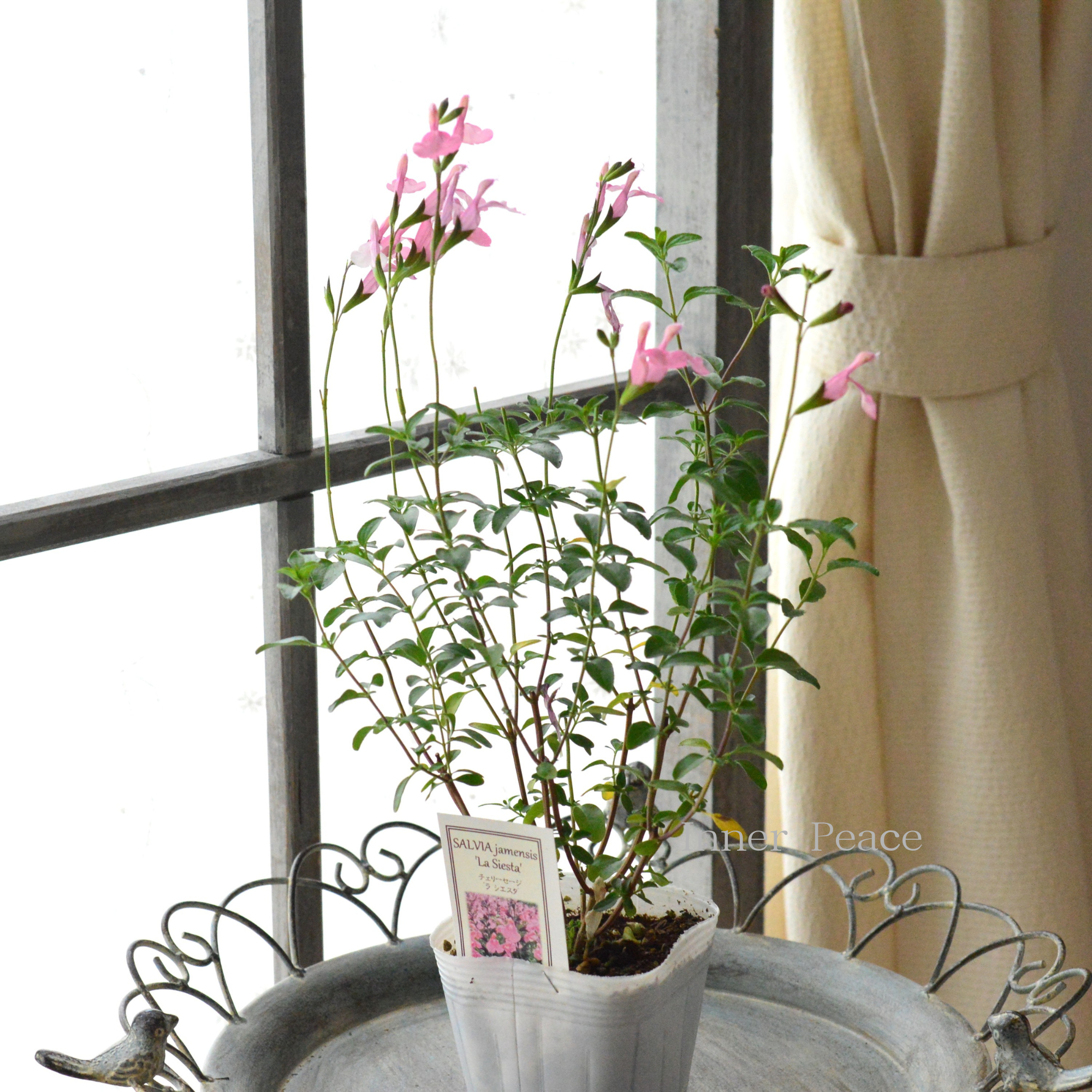 【宿根】 サルビア（チェリーセージ） 『ラ・シエスタ』　　3.5寸POT