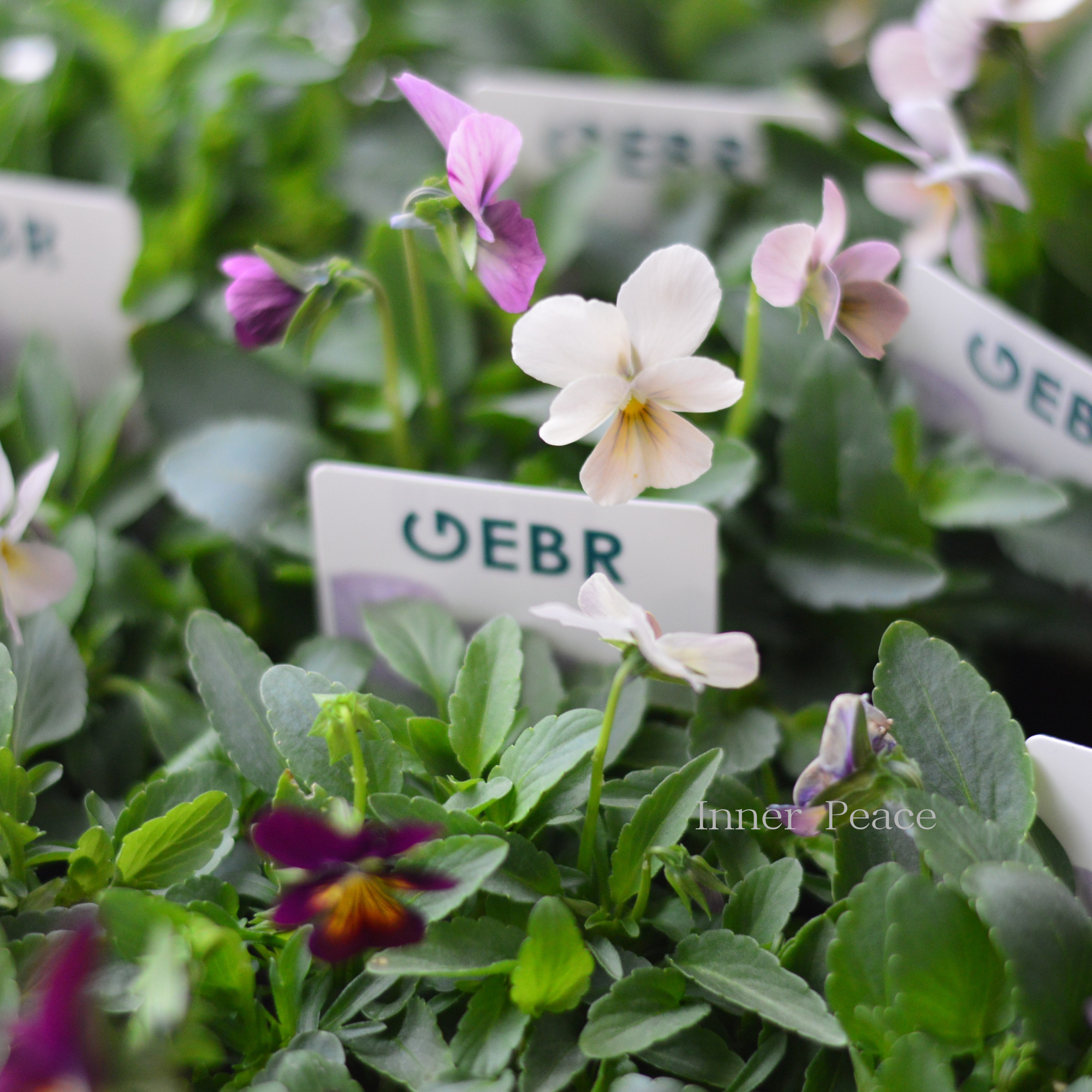 【ゲブラさん】  ビオラ　『グラデーション』　3.5寸POT