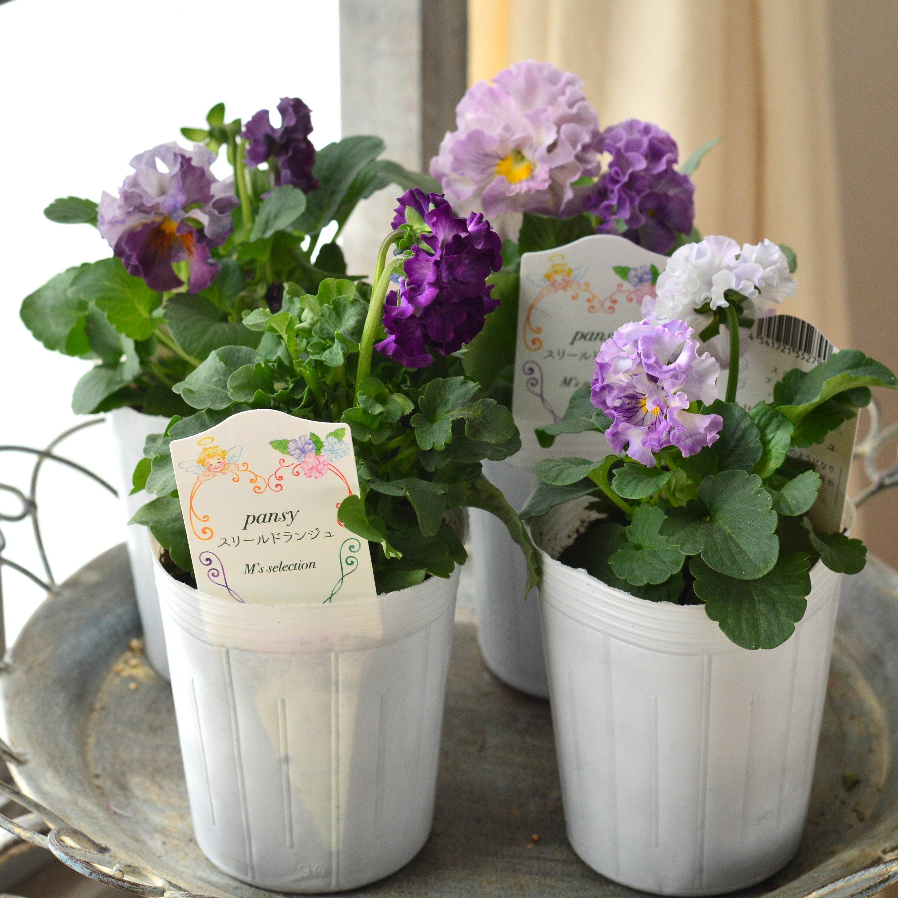 【松原園芸さん】 パンジー　『スリールドランジュ・パープル系』　　3寸POT