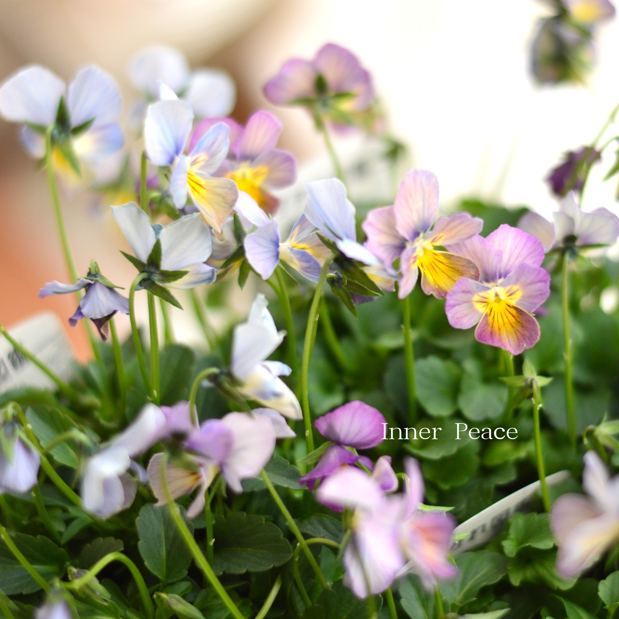 【希少】 おひとり様１苗限定　ビオラ　『すみれ図鑑・紫水』　　3.5寸POT