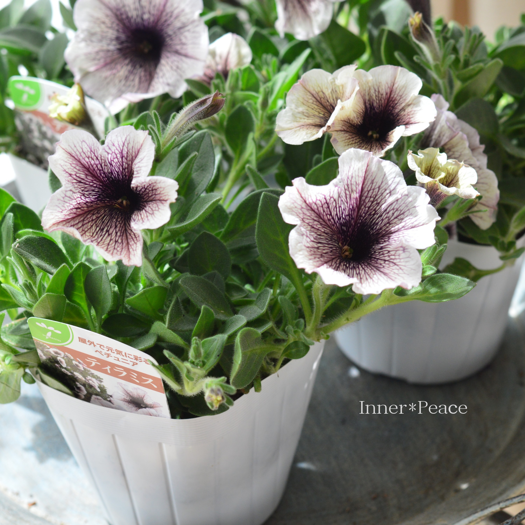 【オシャレ】 ペチュニア 『ティー・ティラミス』　　3.5寸POT