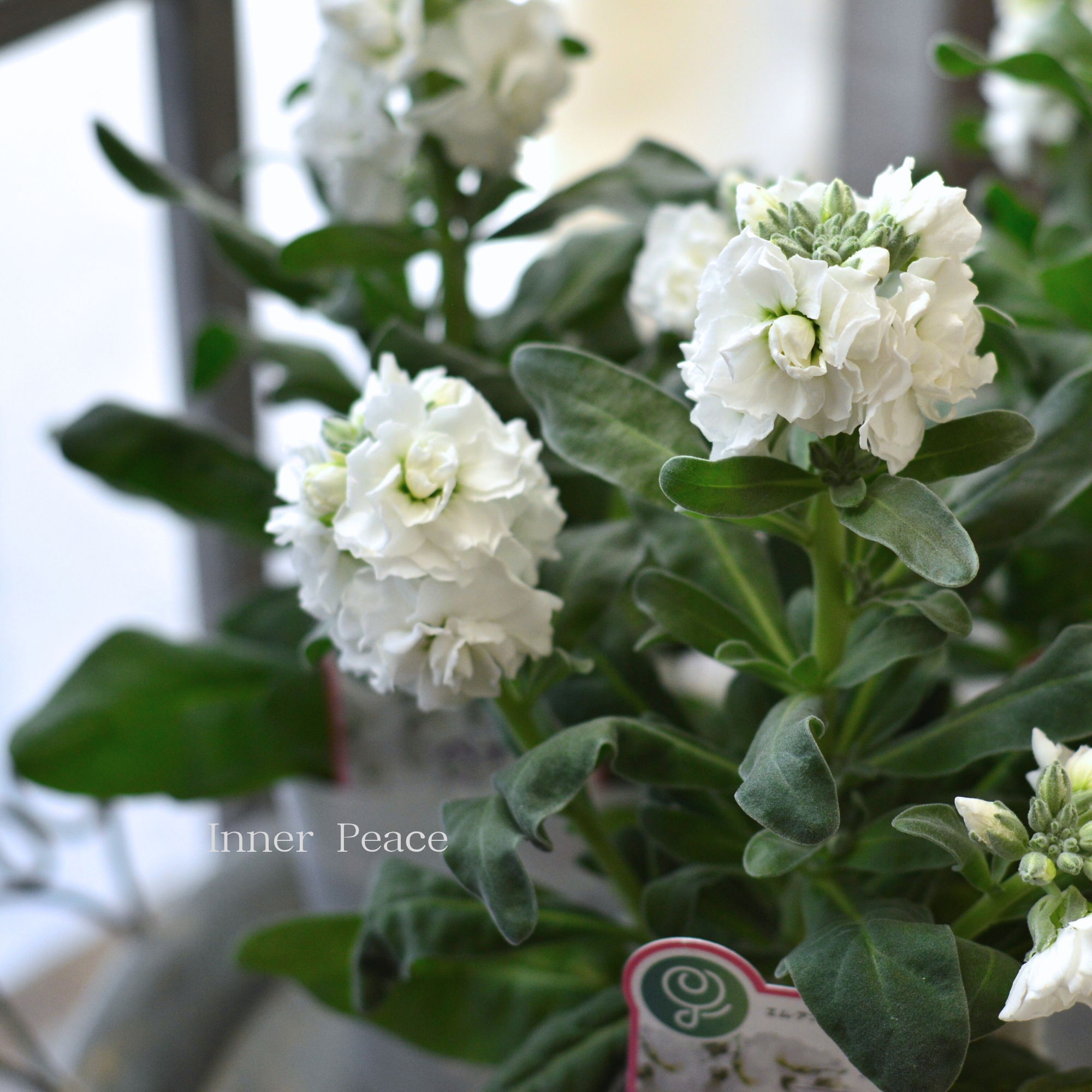 【八重咲き】 ストック ベイビー   『ハイダブルホワイト』　  3寸ロングPOT