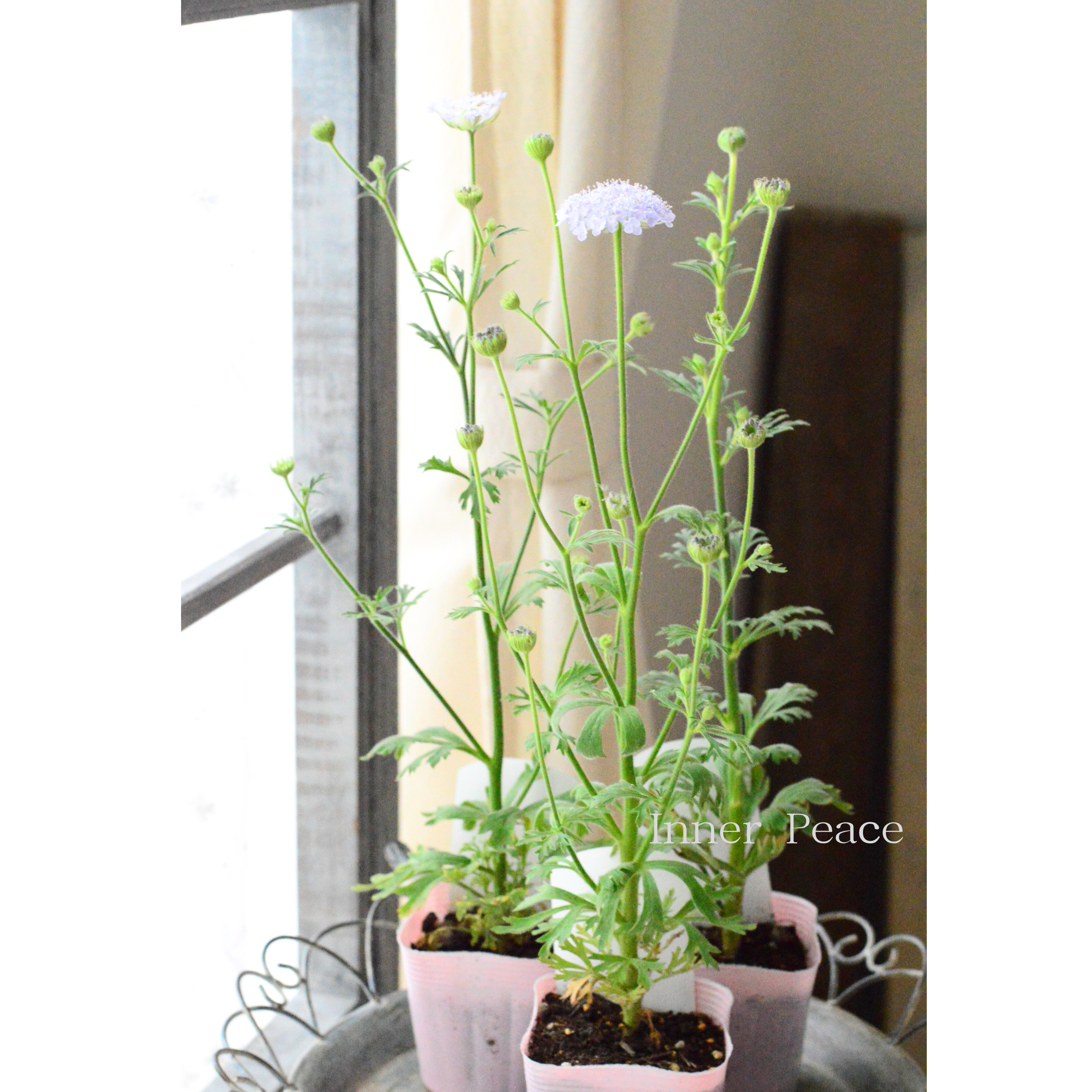 【美しい】 ブルーレースフラワー 　3.5寸POT