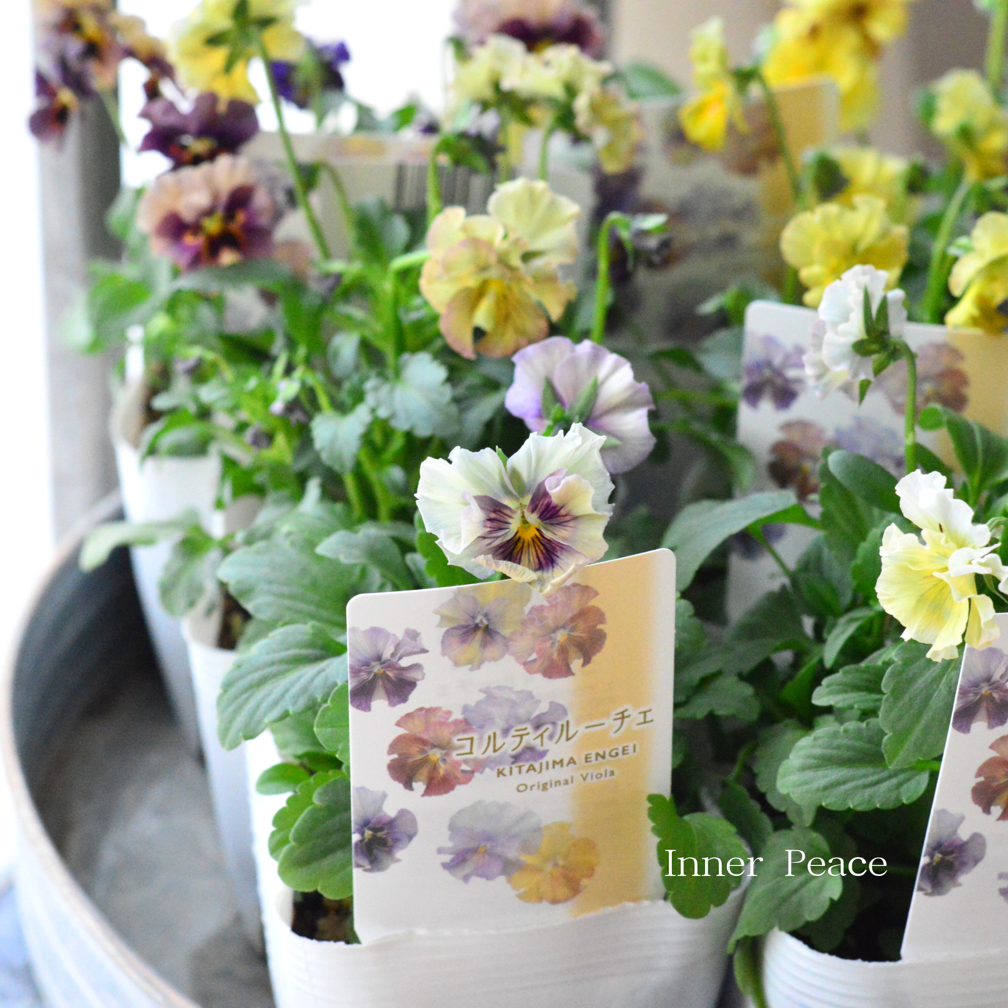 【ステキ】 北島園芸さんのビオラ　『コルティルーチェ』　3.5寸POT