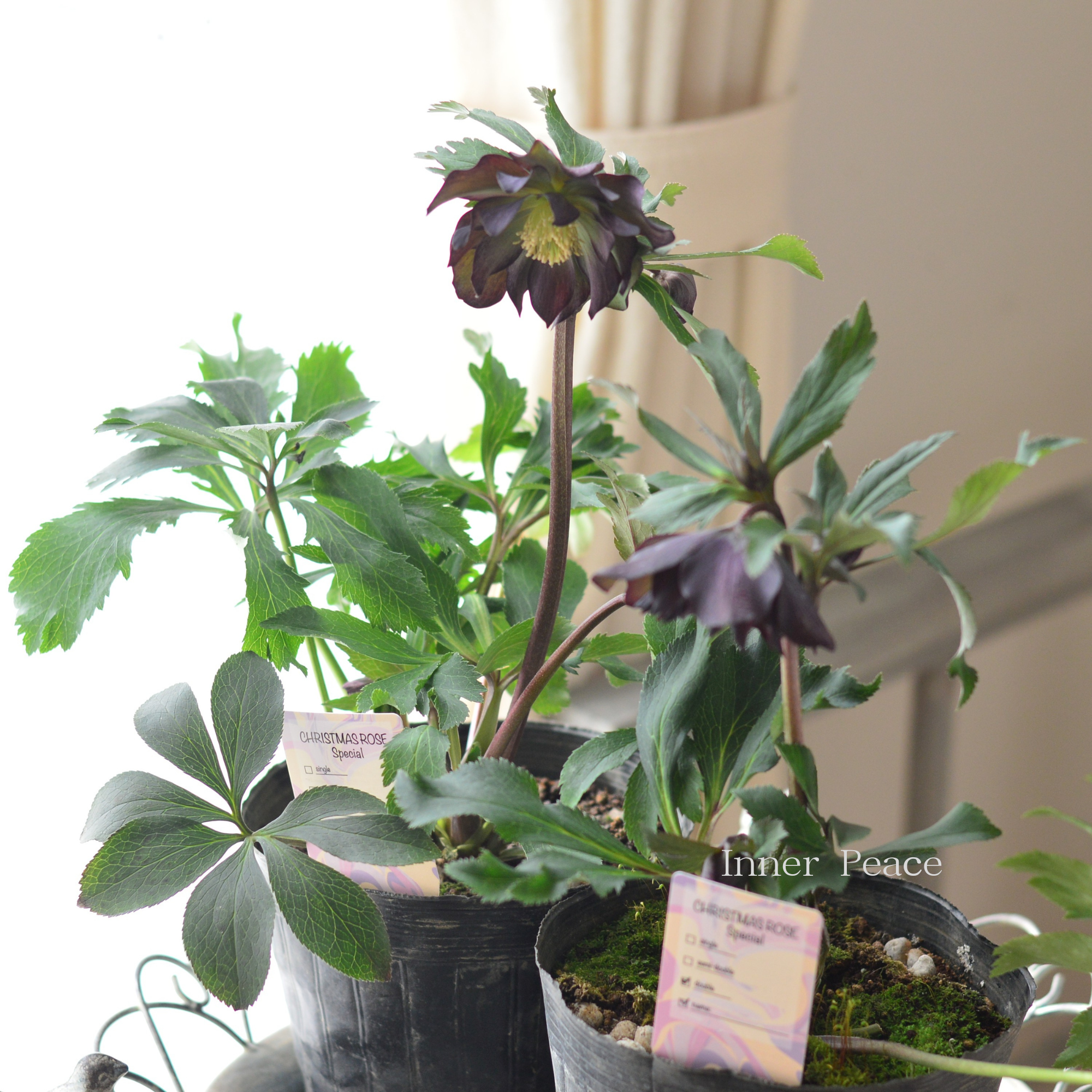 【杉光園芸さん】  クリスマスローズ 『ダブル・ブラック（グリーン）』　　５号POT