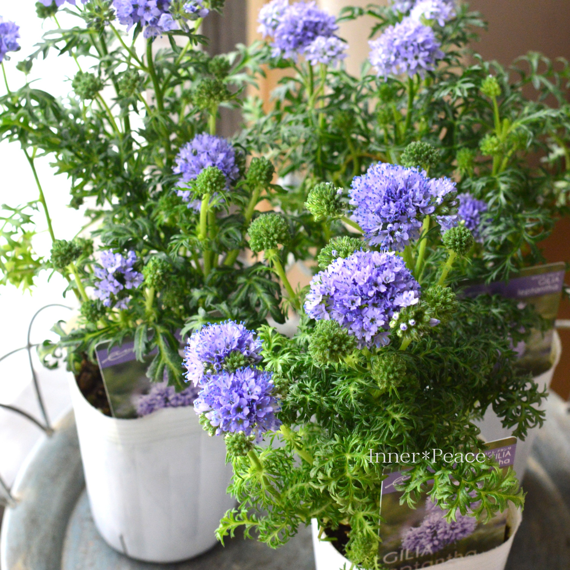 【美しい】 ギリア 『レプタンサ』 　　3寸POT