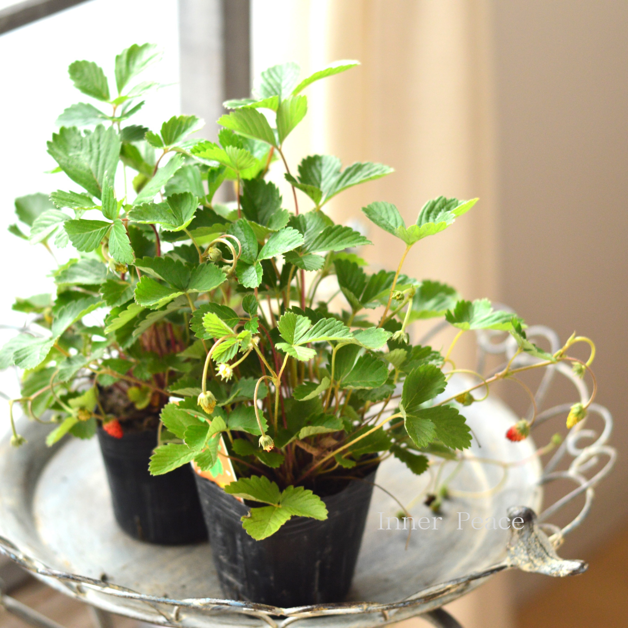 【寄せ植えに】 ワイルドストロベリー　3寸POT