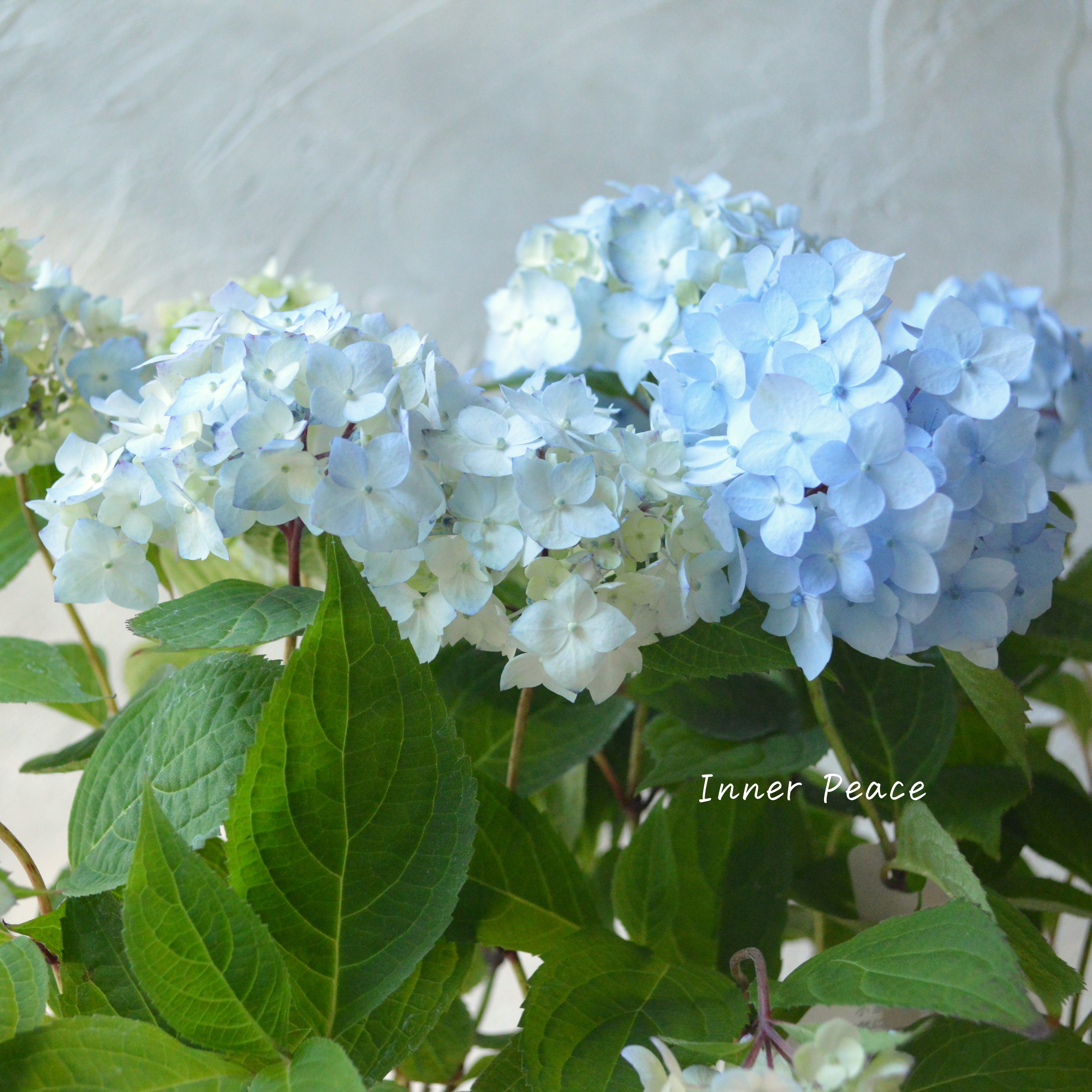 【吉岡麗子さん】Sale！　 紫陽花 『倉木てまり・ブルー』  3号POT