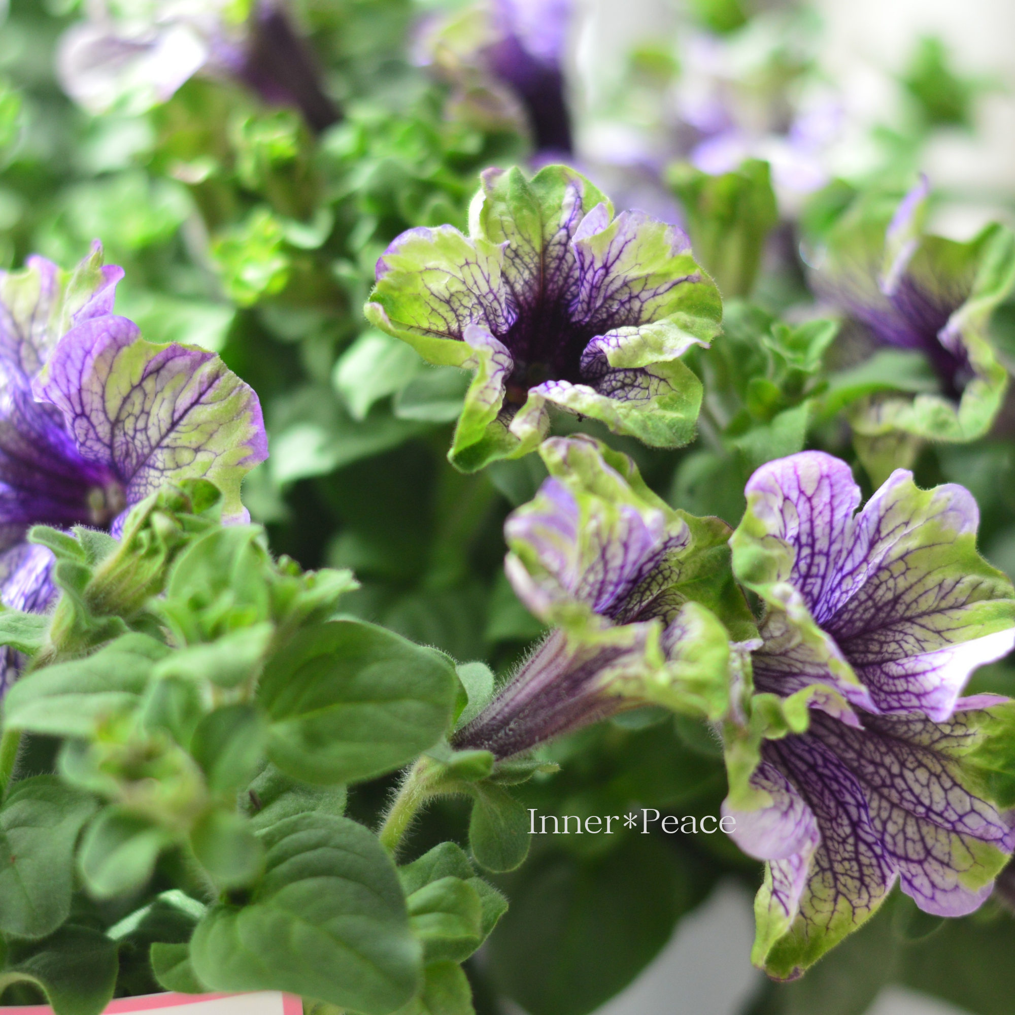 【個性的】 ペチュニア 『アマゾナス・プラムコカトゥー』　４寸POT