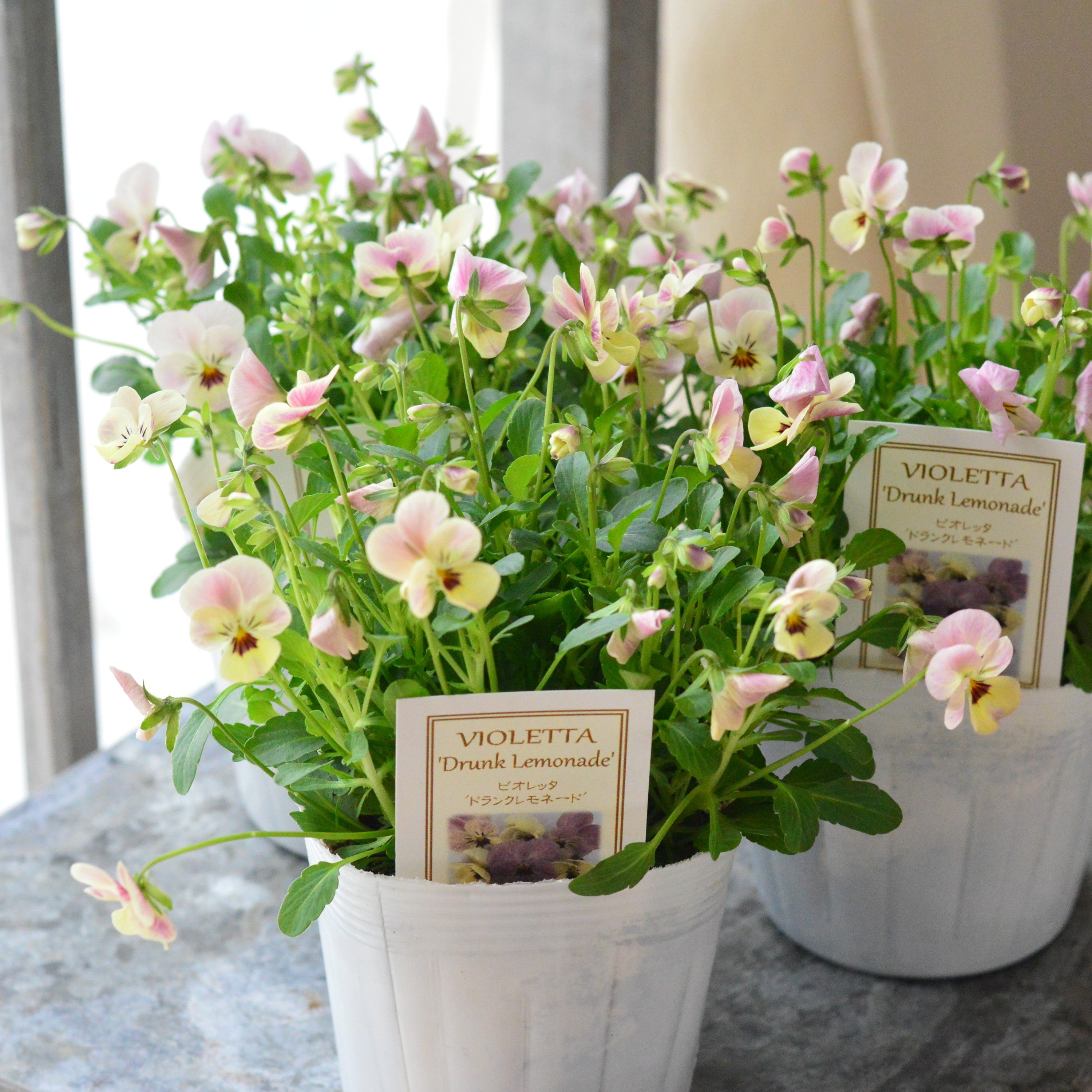 【かわいい】 小輪ビオラ　ビオレッタ　『ドランクレモネード』　　3.5寸POT