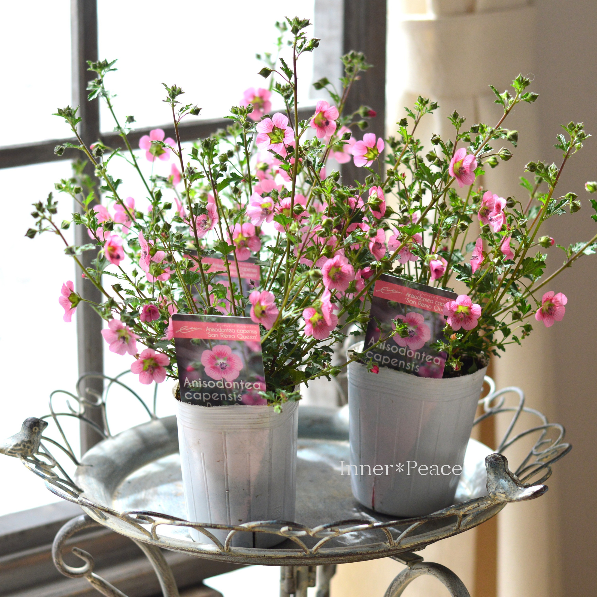 【暑さに強い】 アニソドンティア　『サンレモクイーン』　3寸ロングPOT