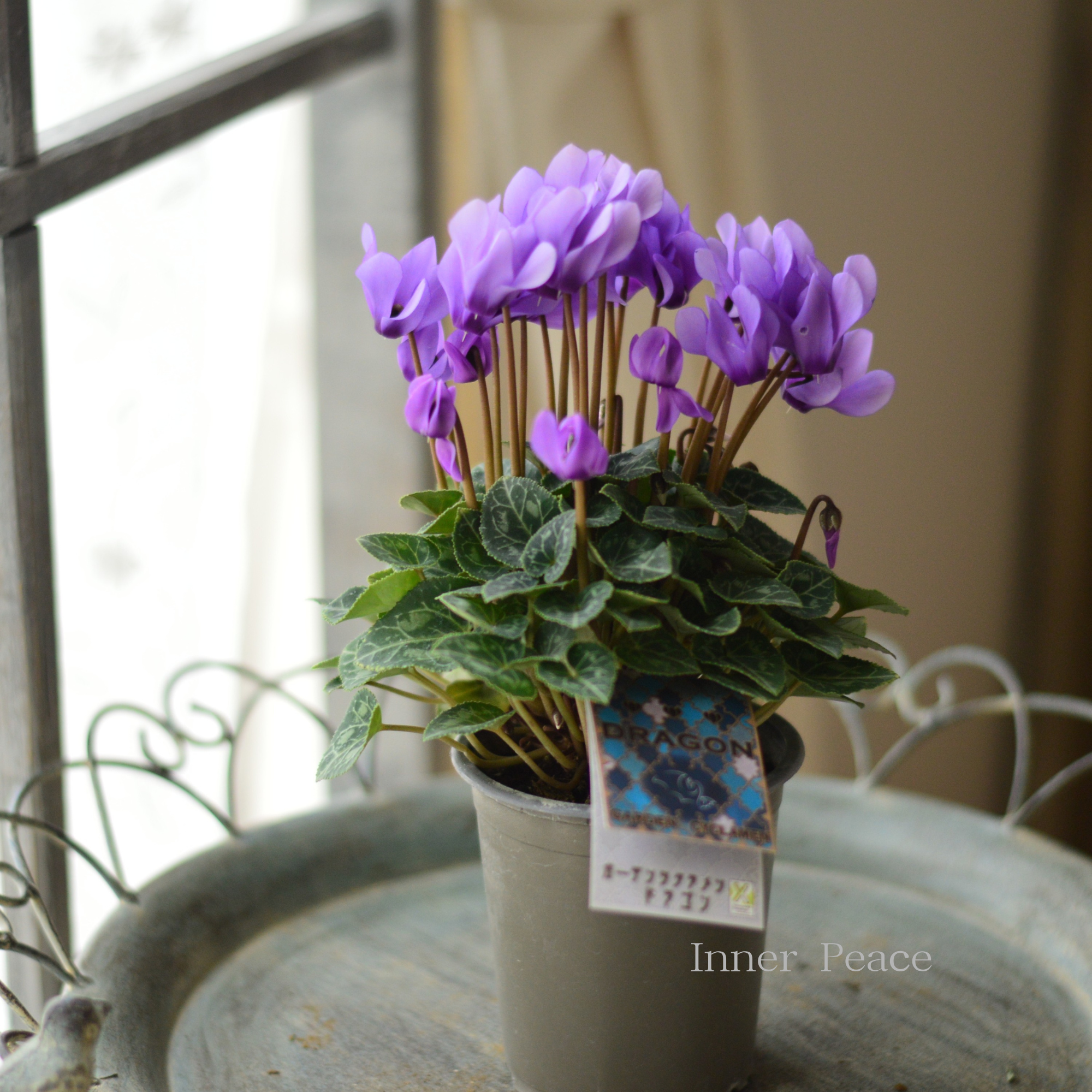 【New】 ガーデンシクラメン　『ドラゴン・ライトブルー』　 3寸硬質POT