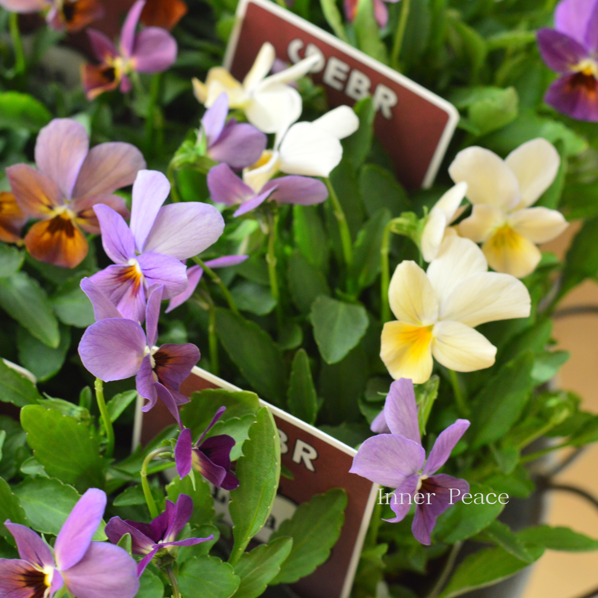 【ゲブラさん】 試験品種ビオラ　『ルナ』　3.5寸POT