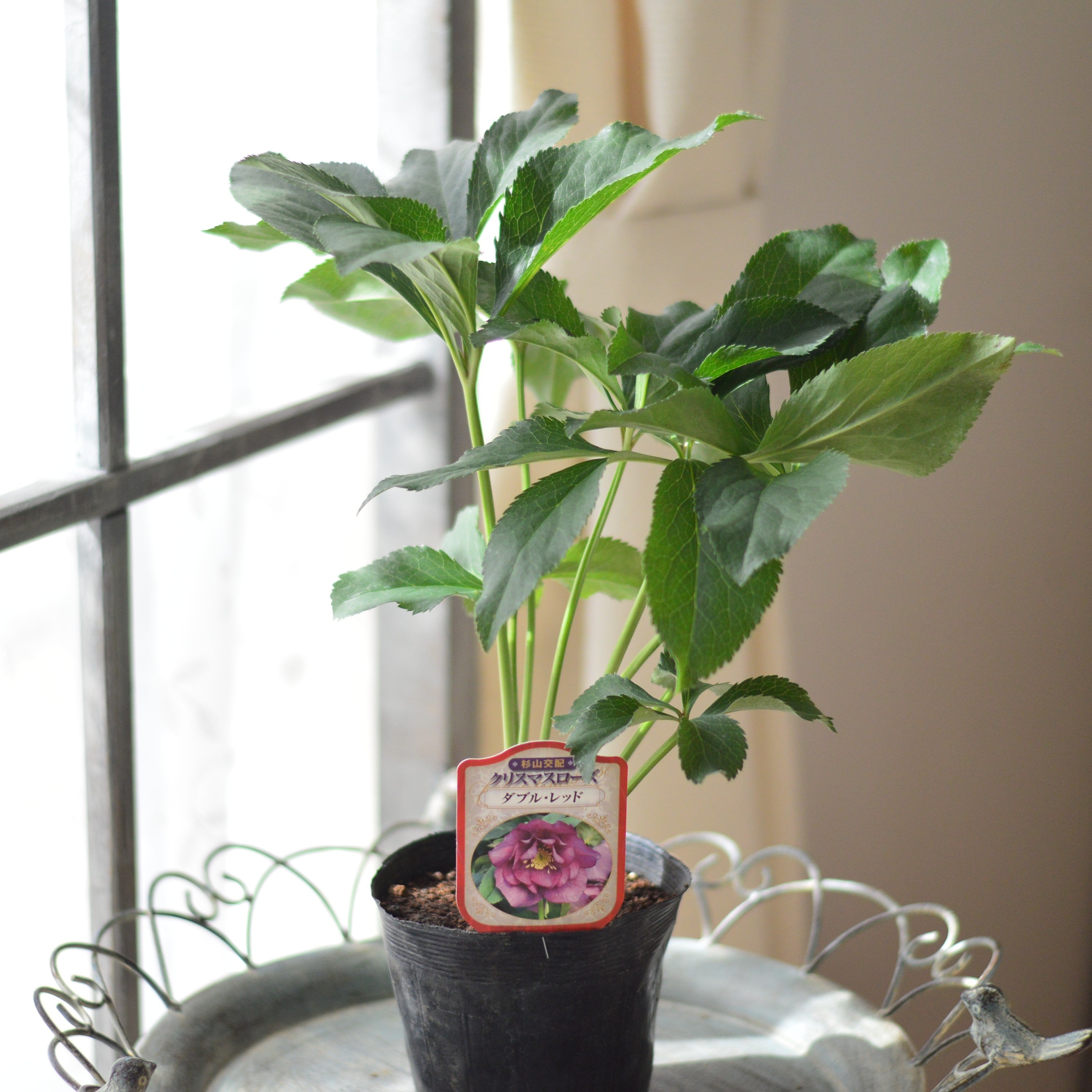 【杉光園芸さん】  クリスマスローズ　『ダブル・レッド』　　4寸POT