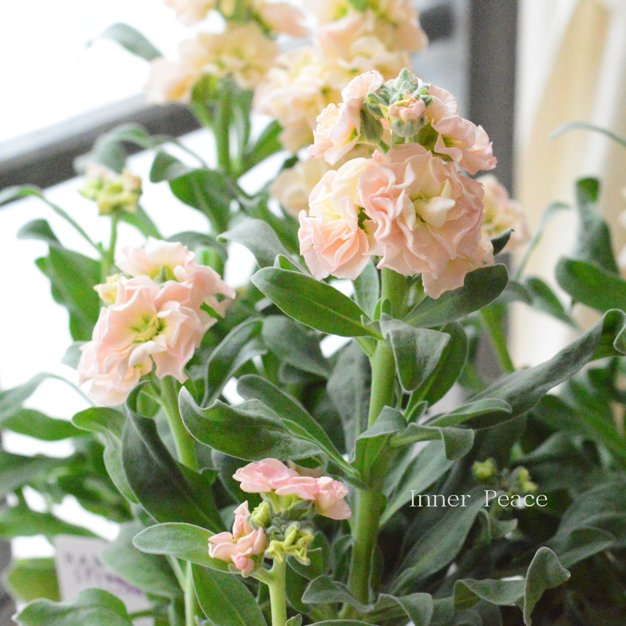 【花芳さん】 八重咲き ストック ベイビー 『アプリコット』　3寸ロングPOT