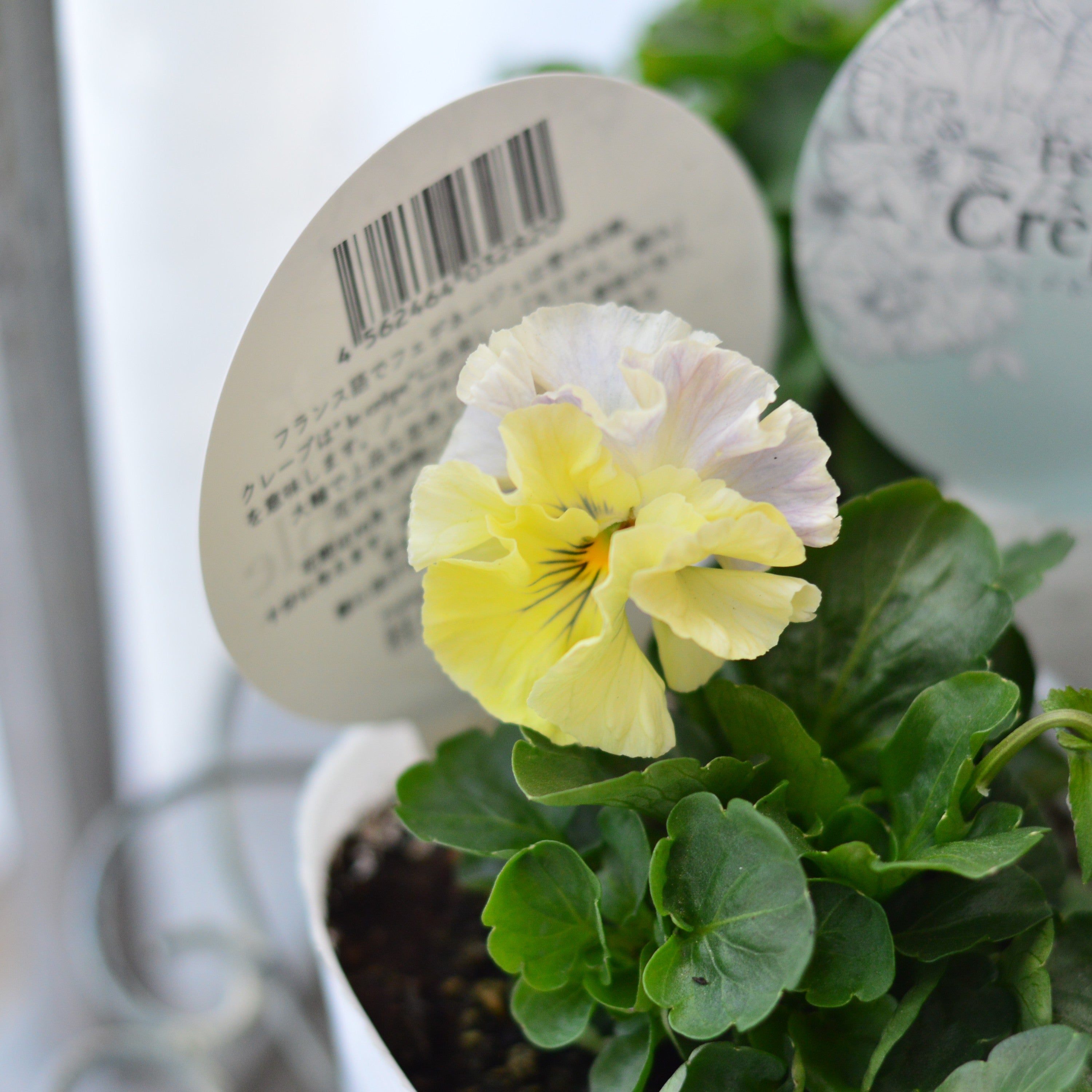 【美しい】 パンジー 『フェデネージュ・クレープノーブル』　3.5寸POT