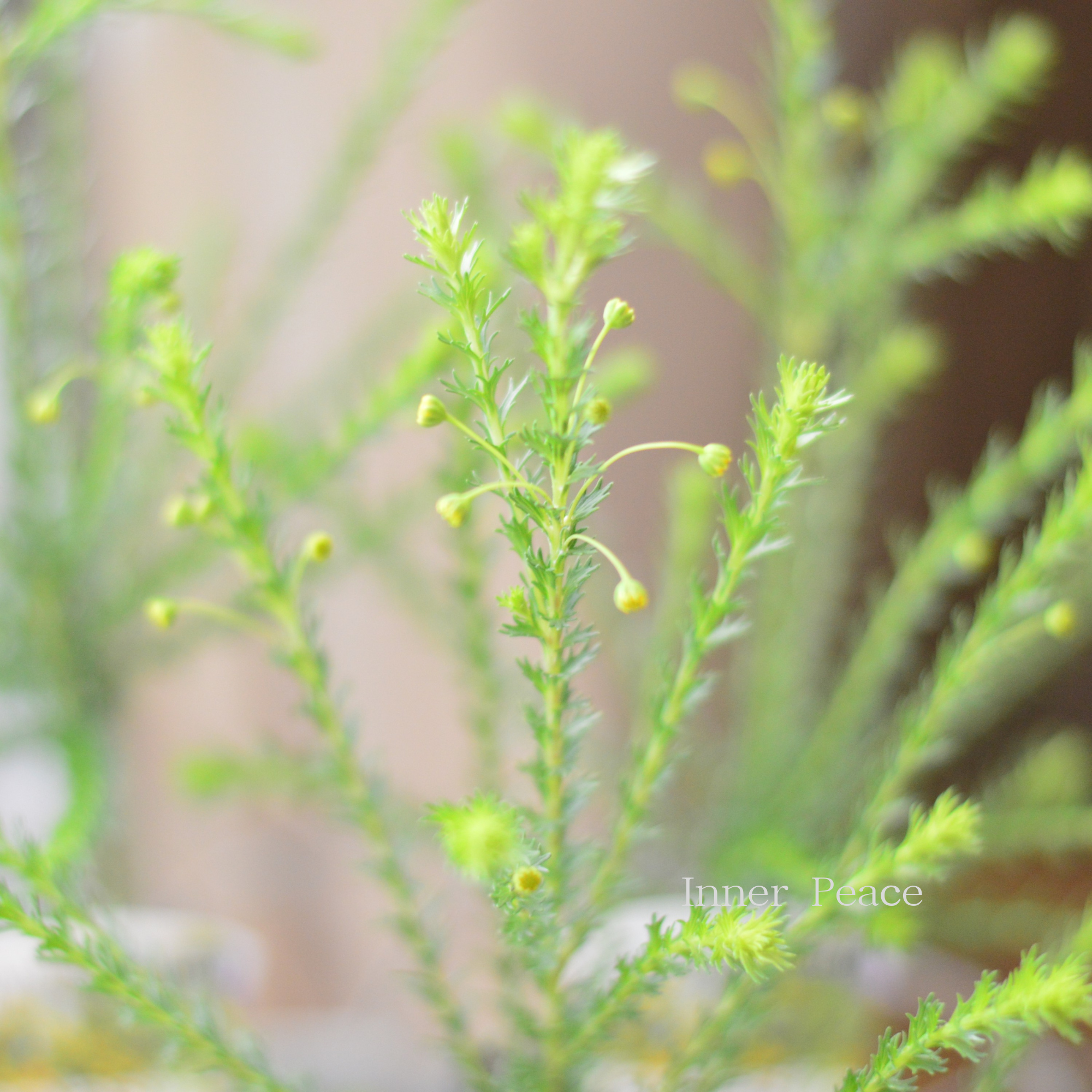 【冬に咲く】 ゴールデンクラッカー　3寸POT