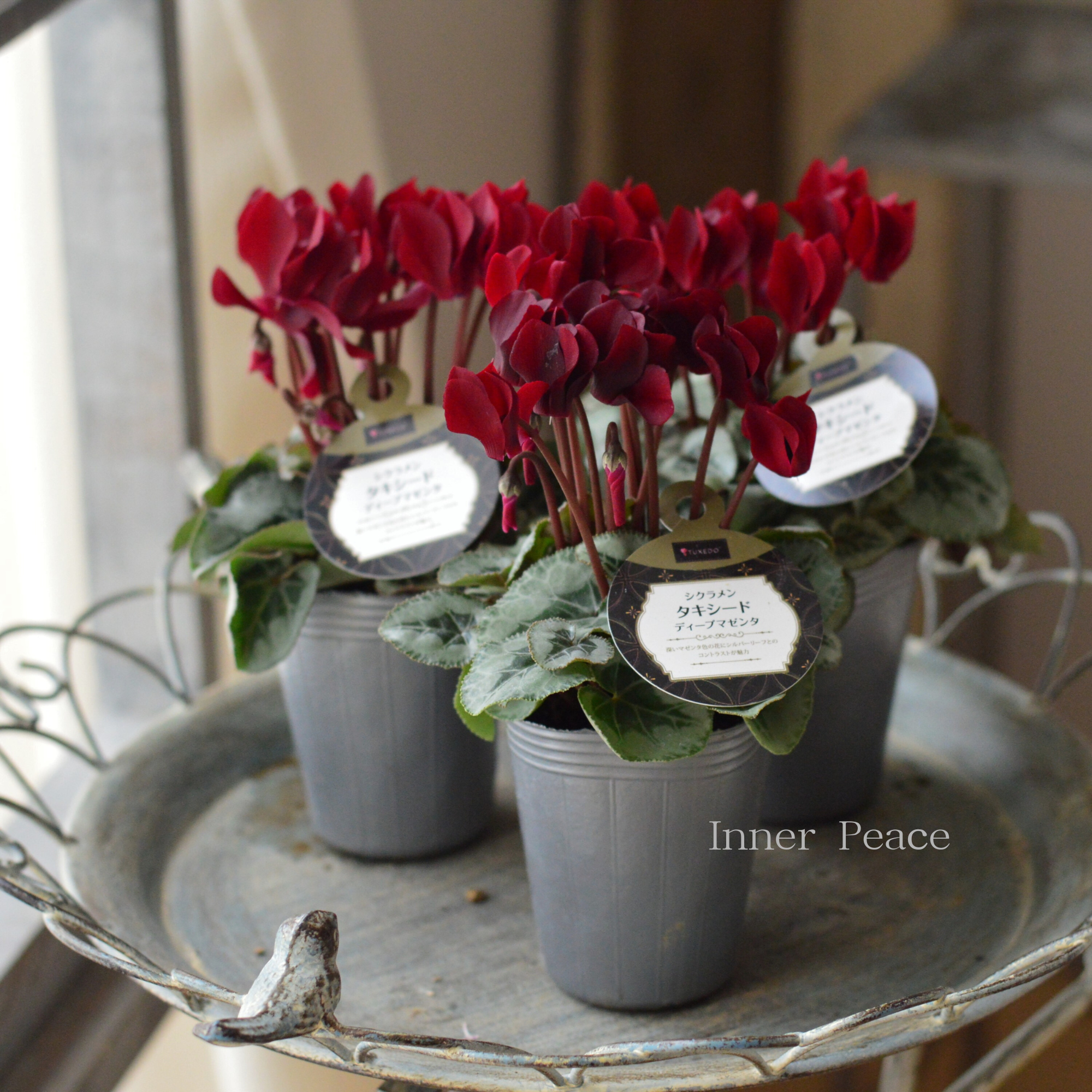 【オシャレ】 シクラメン　『タキシード・ディープマゼンタ』　 2.5寸ロングPOT