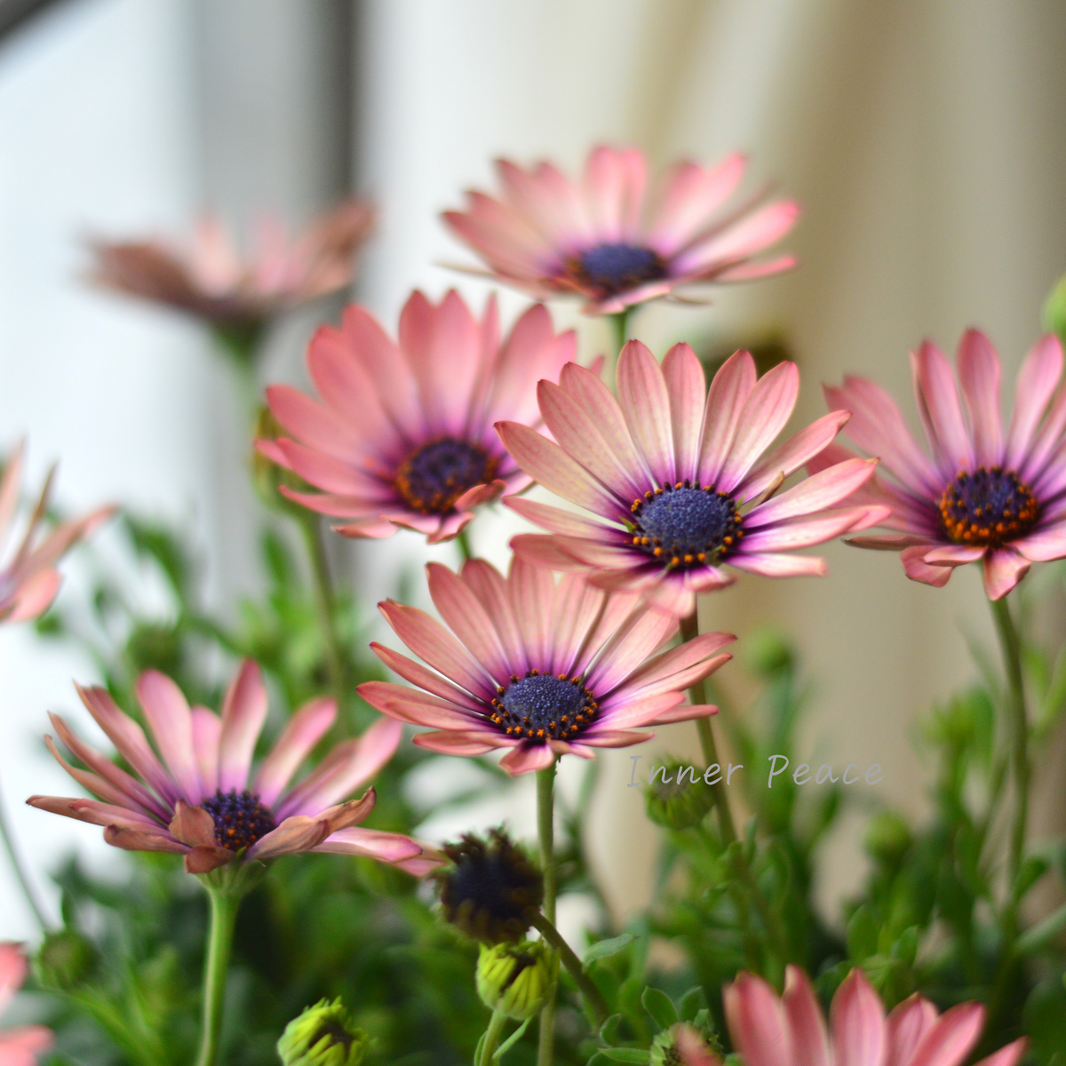 ヤマザキです ピンクの薔薇と紫の菊、オレンジのナスタスチウムのトリオ3点 今日のいちりん | 花市場の仲卸 大森花卉 おおもりかき
