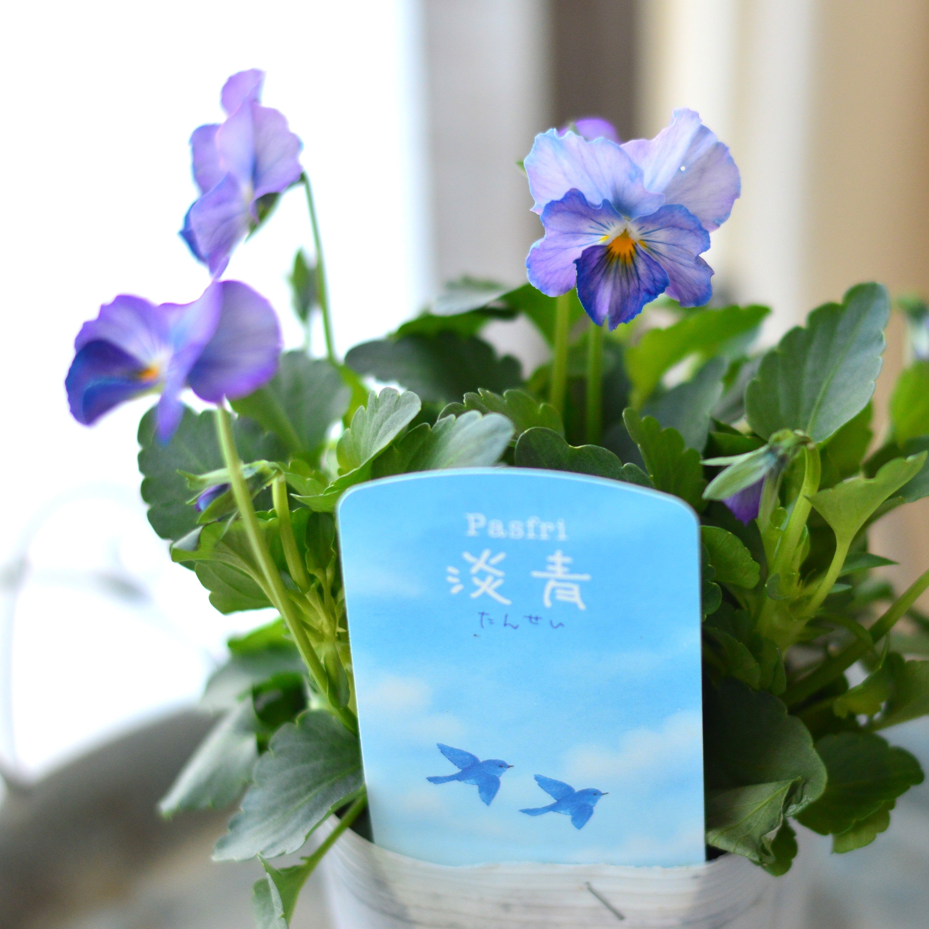 【人気】 ビオラ　『パステルフリル・淡青』　A　3寸POT
