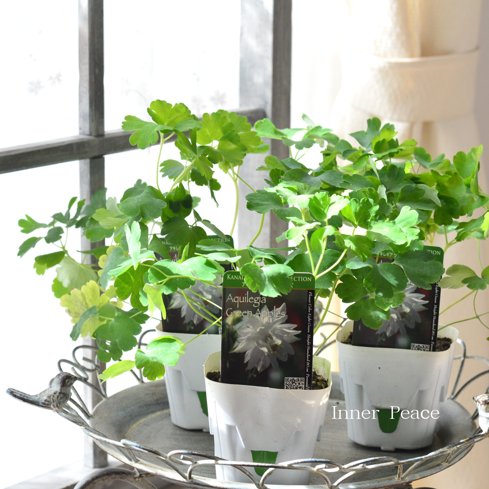 【八重咲き】 オダマキ 『グリーンアップルズ』　　3.5寸POT