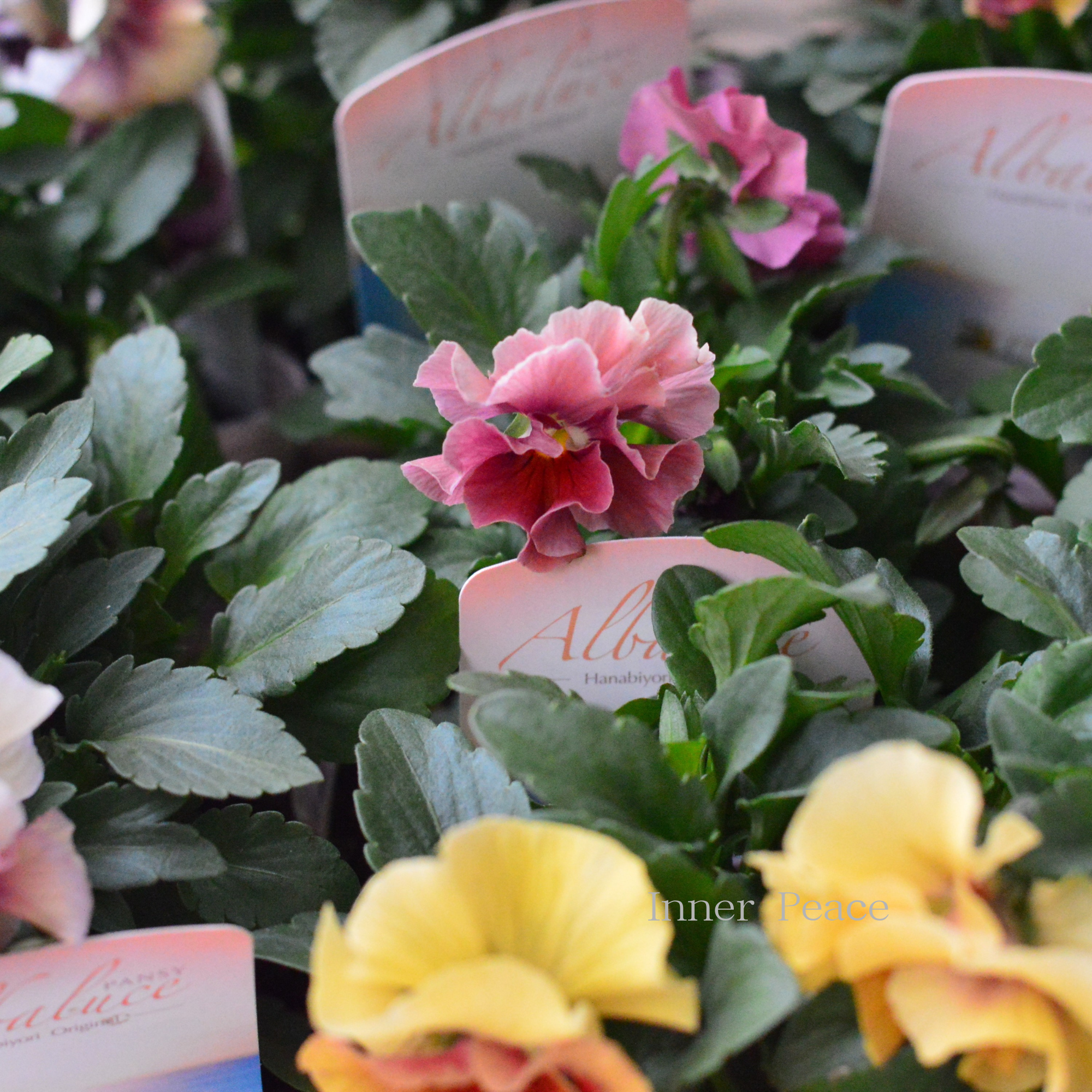 【花日和さんオリジナル】 パンジー　『アルバルーチェ』　　3.5寸POT