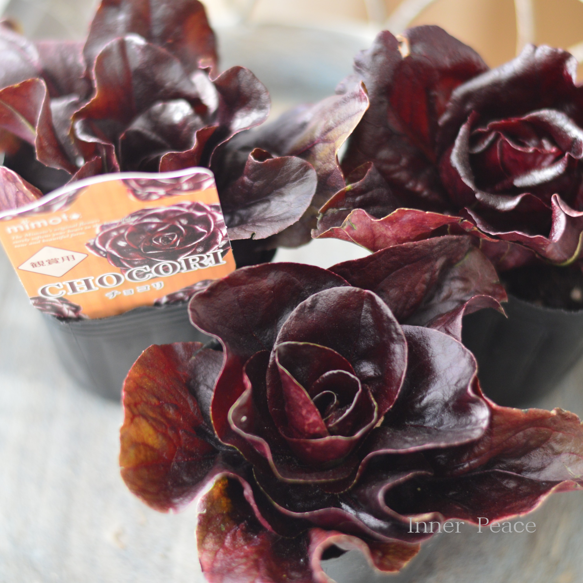 【オシャレ】 観賞用チコリ　『チョコリ』　　３寸POT