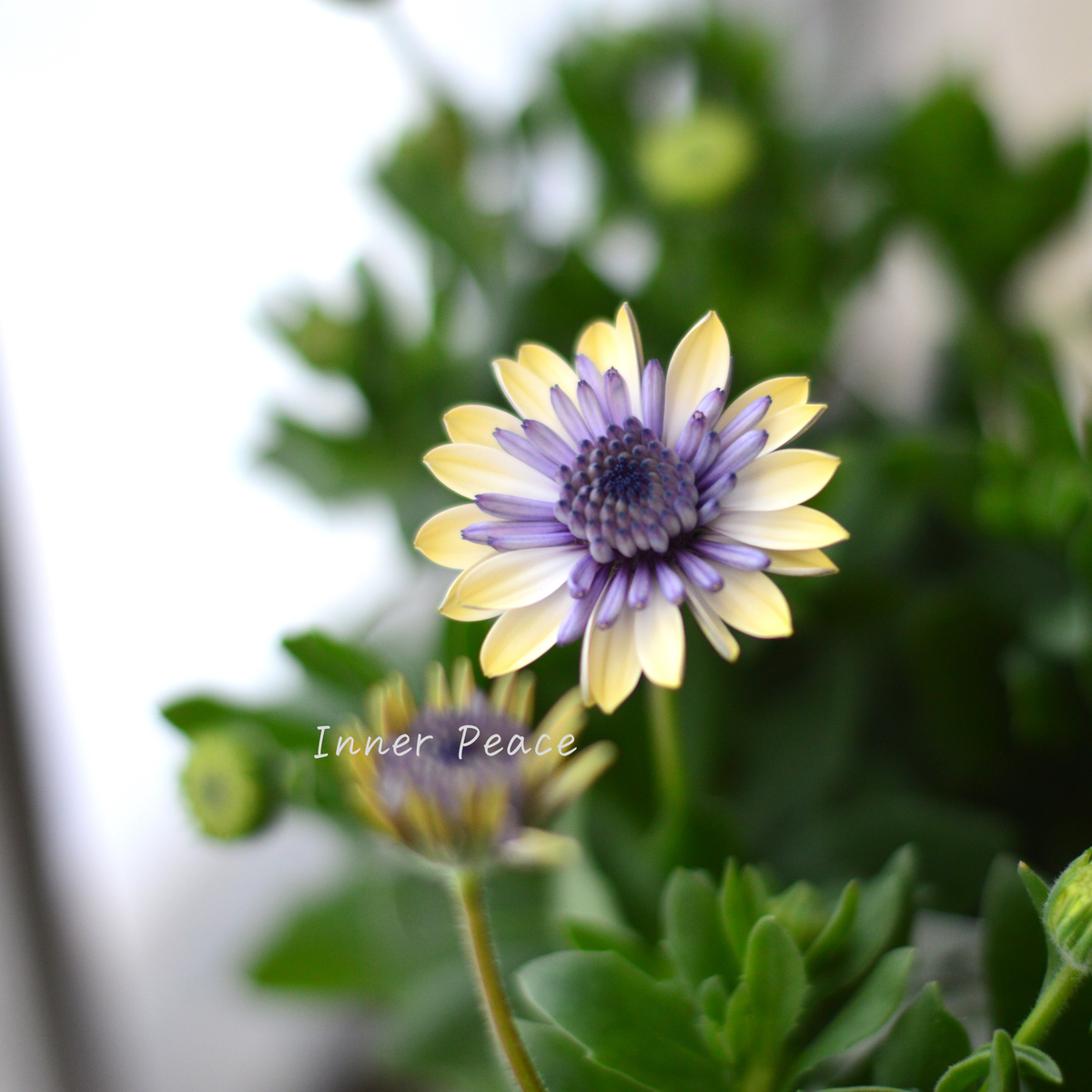 d43c4ec64d7f11f4f0bd97554c48c4