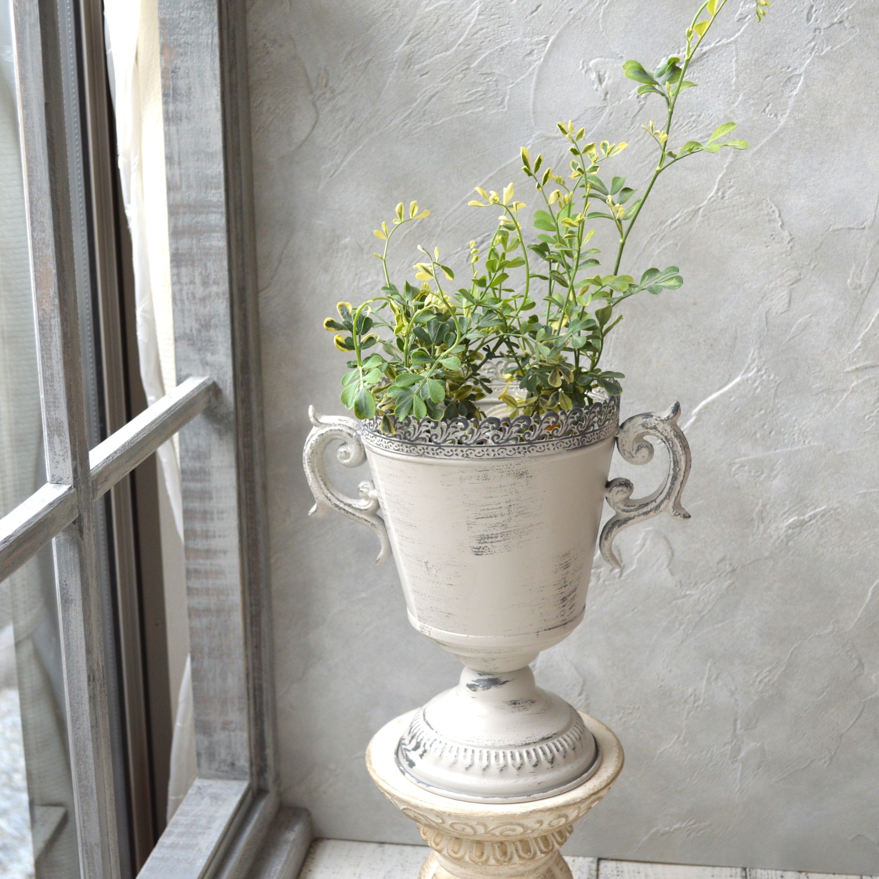 【斑入り】コロニラ・バリエガータ　2.5寸POT