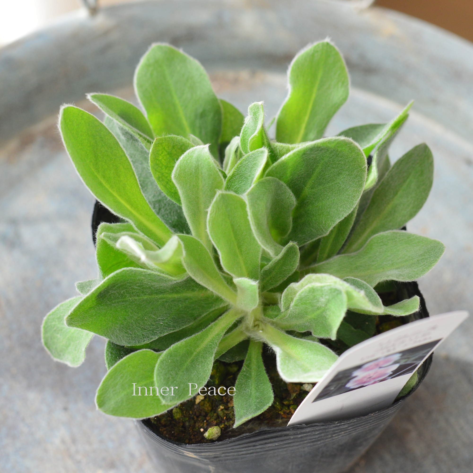 【かわいい】 リクニス・コロナリア　『エンジェルスブラッシュ』　　3寸POT