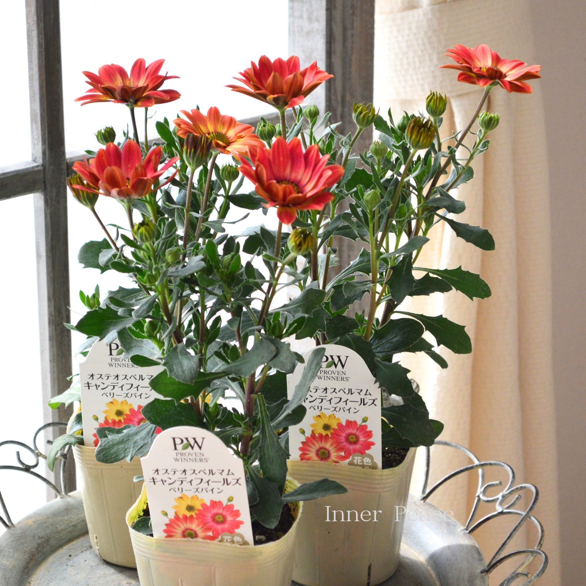 【PW】 オステオスペルマム　『キャンディーフィールズ・ベリーズパイン』   3.5寸POT