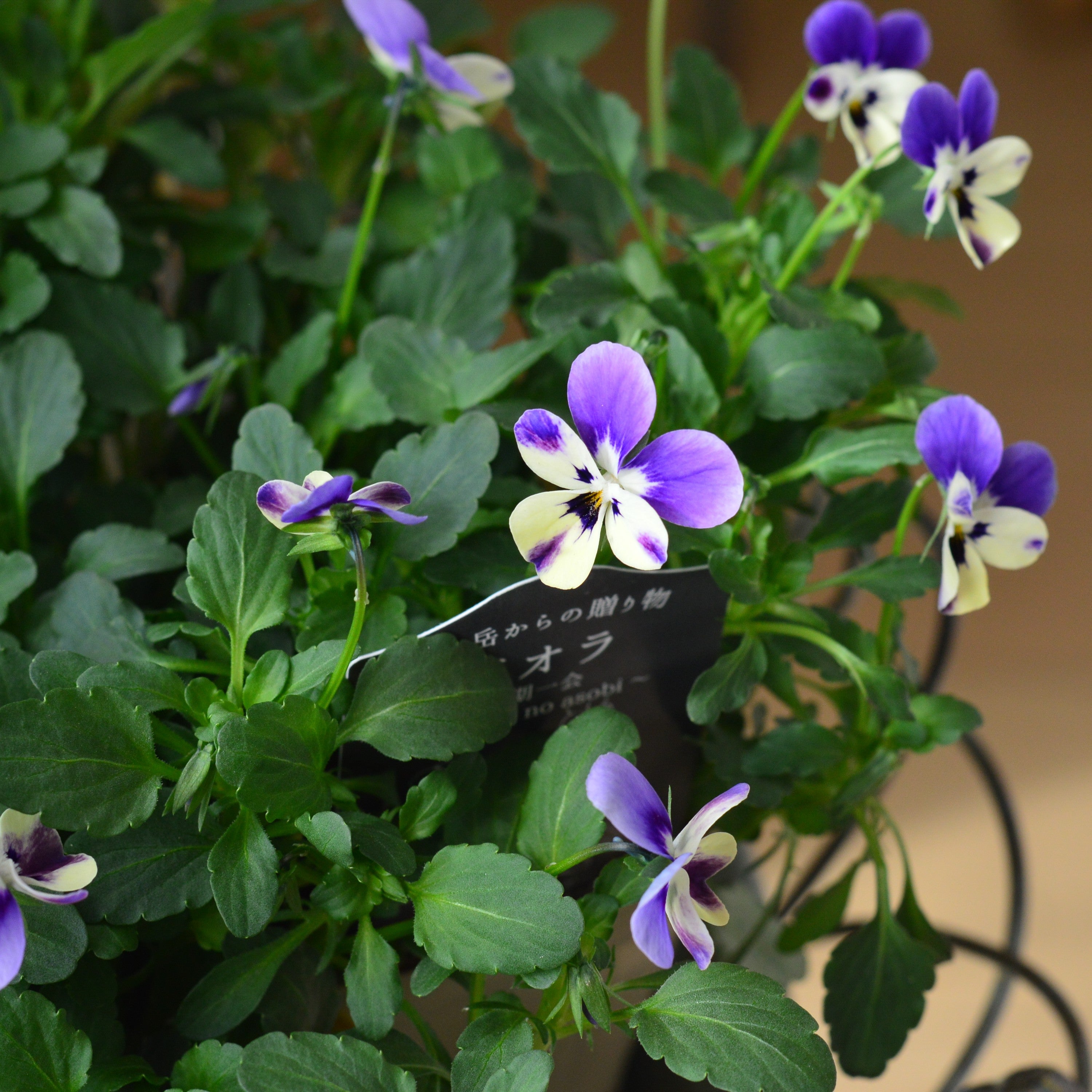 【VEGIHANA FARMさん】 ビオラ　『一期一会・Nouka no asobi・A』　　3.5寸POT