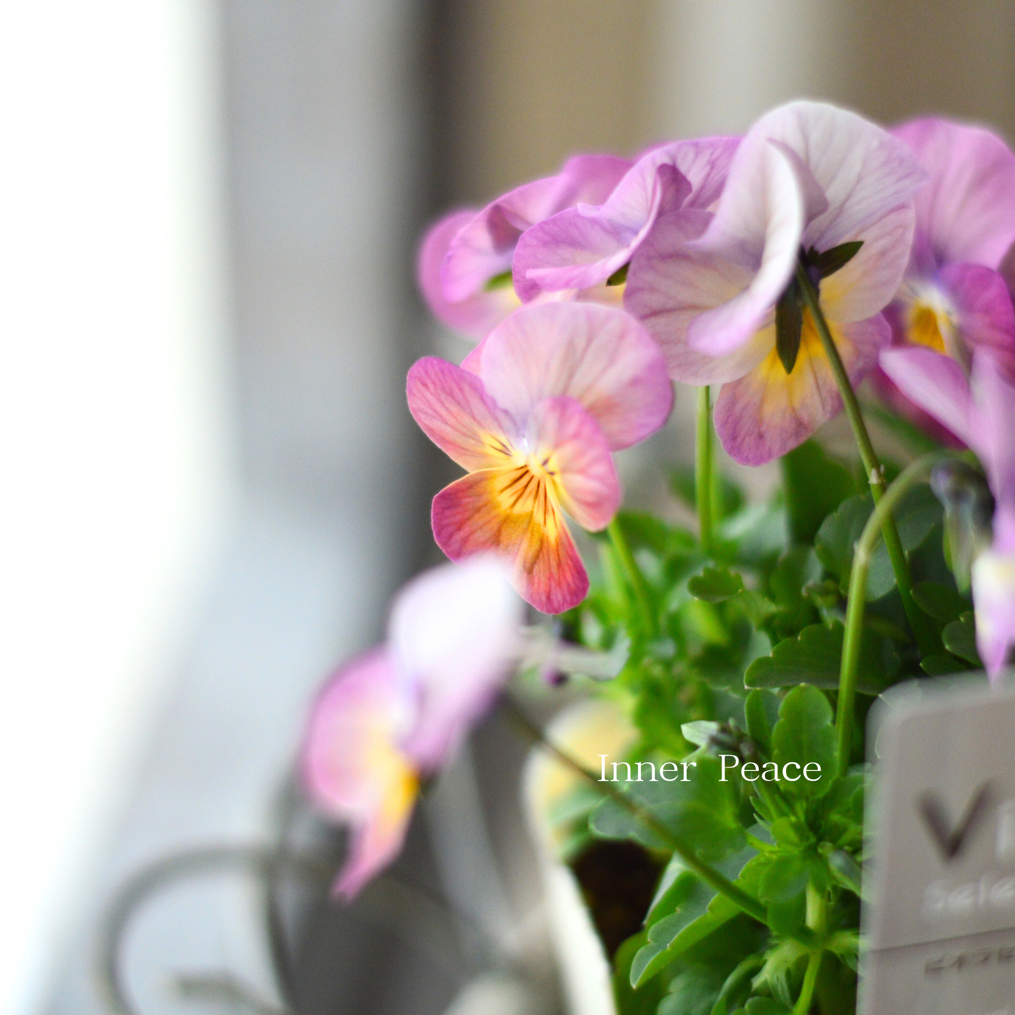 【かわいい】 ビオラ　『ピーチ』　3.5寸POT